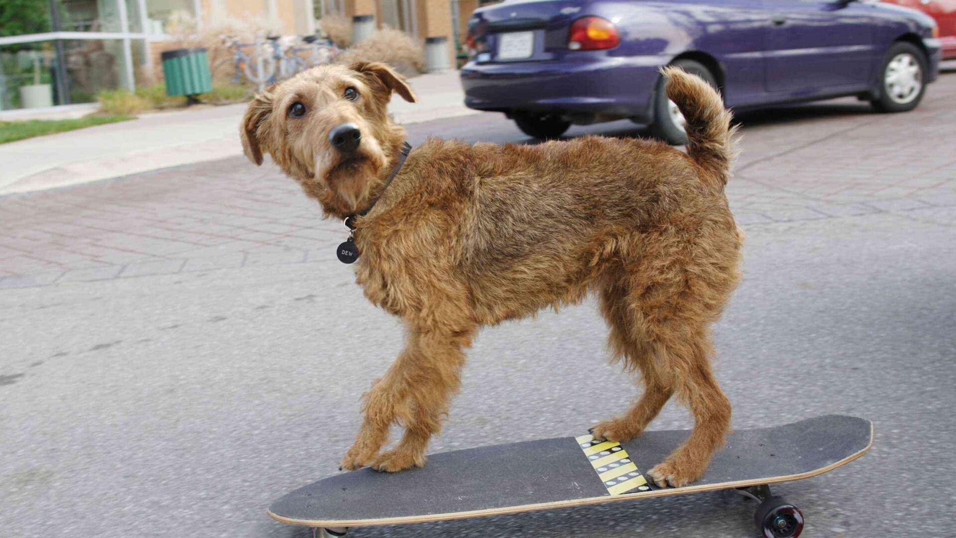Foto do filme O Cachorro Bombeiro