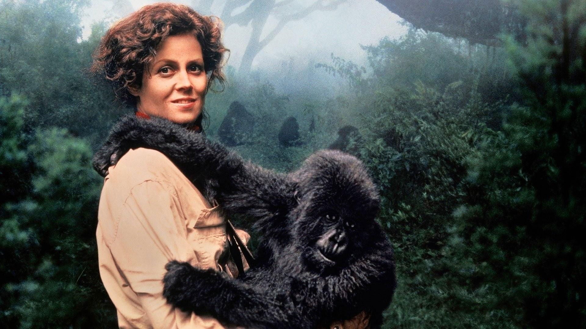 Foto do filme Nas Montanhas dos Gorilas