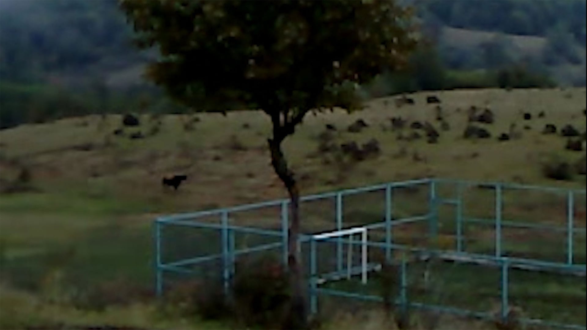 Foto do filme Dry Leaf