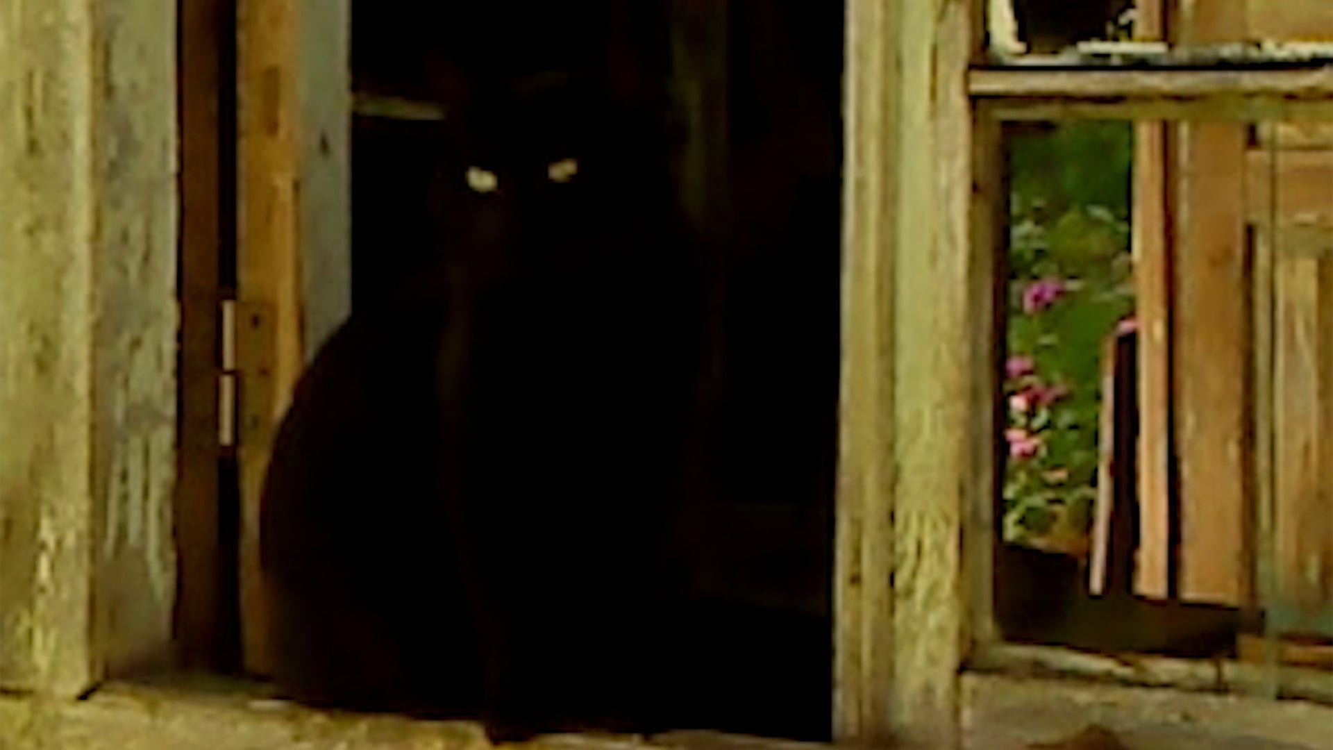 Foto do filme Dry Leaf