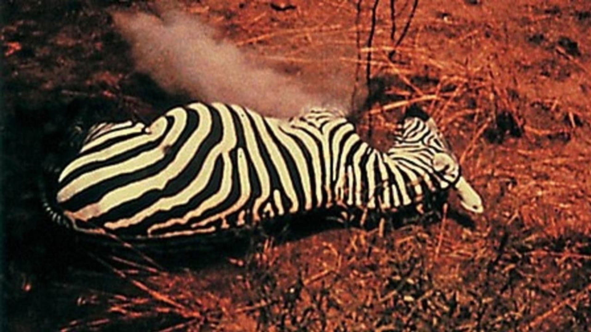 Foto do filme Unsere Afrikareise