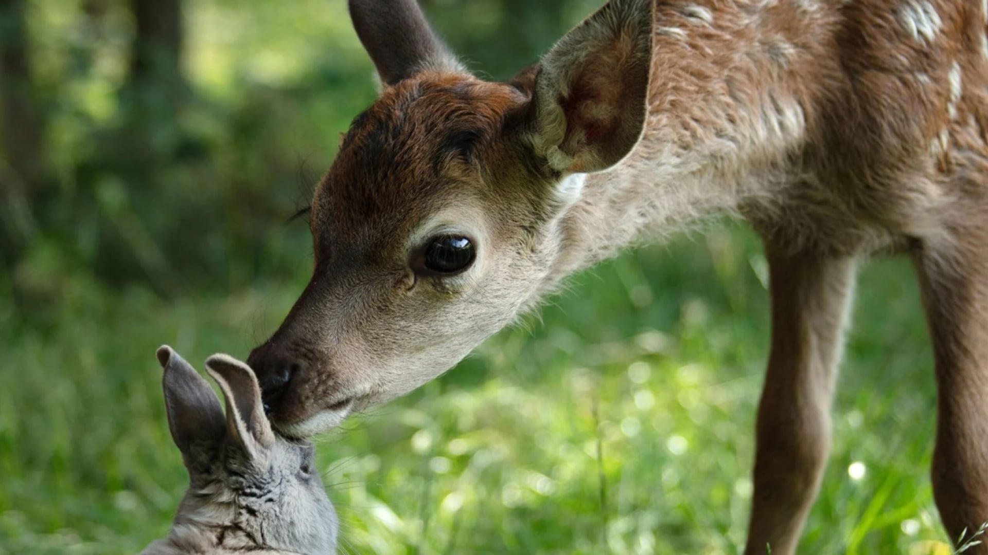 Foto do filme Bambi: Uma aventura na floresta