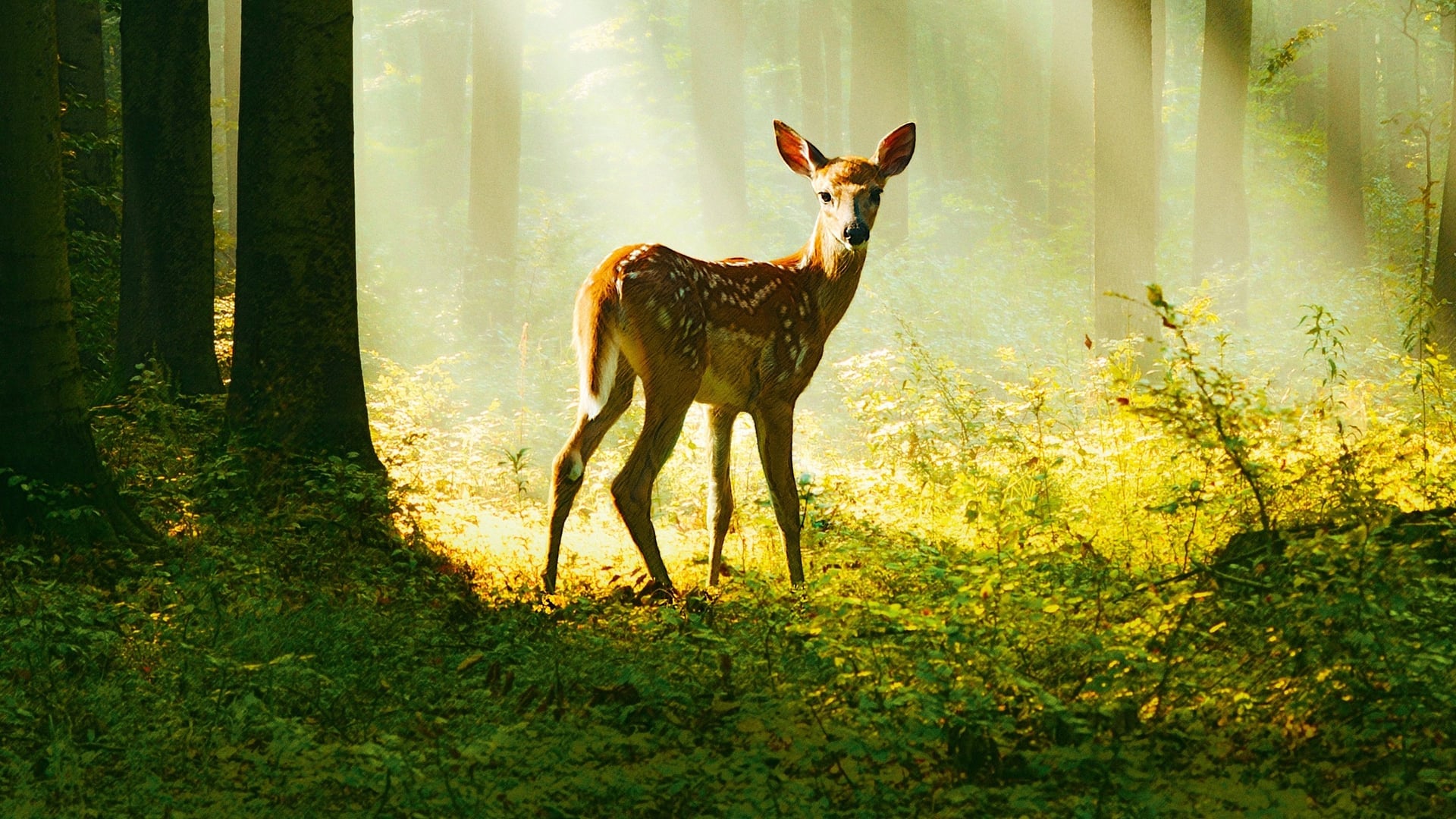Foto do filme Bambi: Uma aventura na floresta