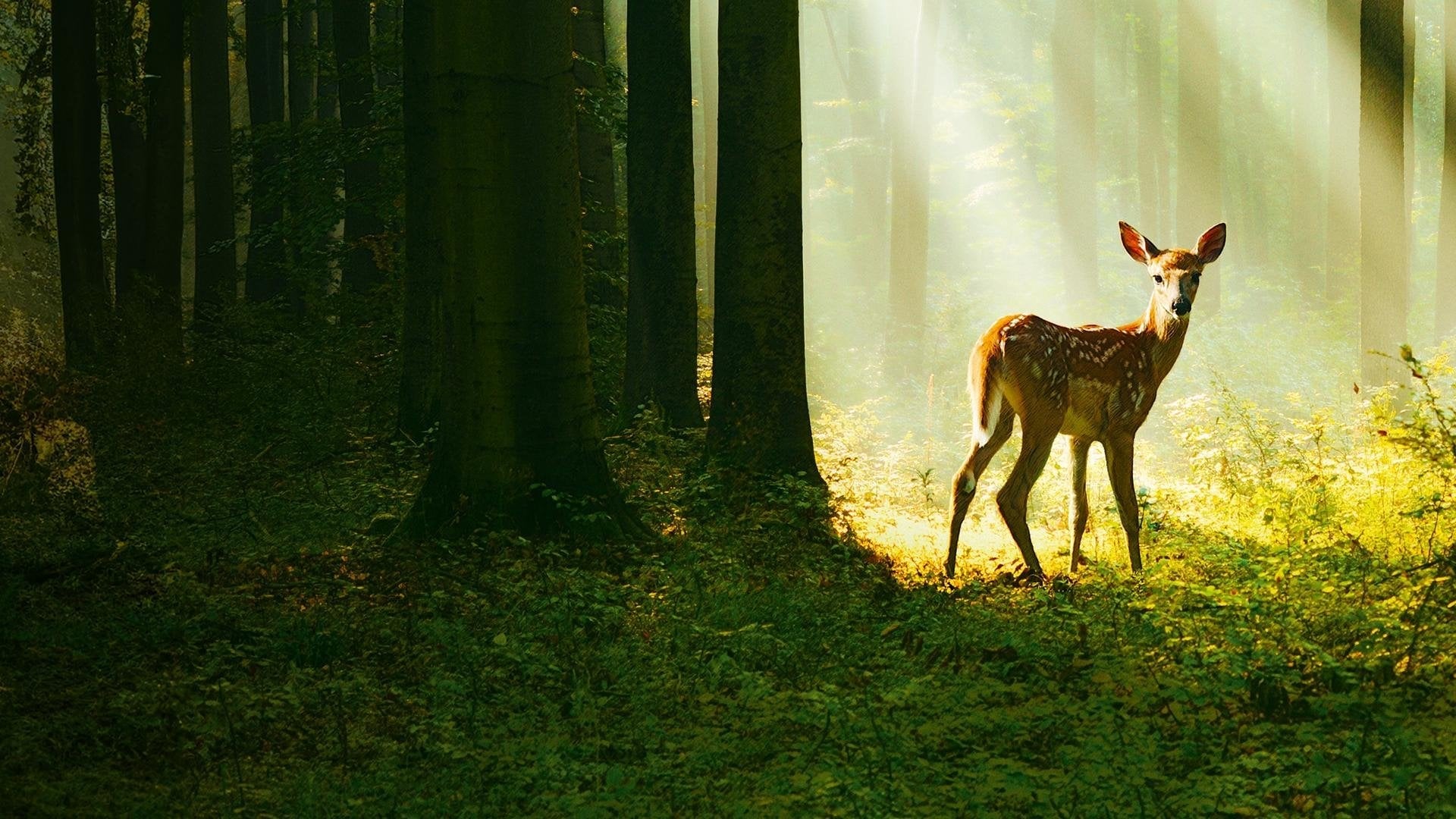 Foto do filme Bambi: Uma aventura na floresta