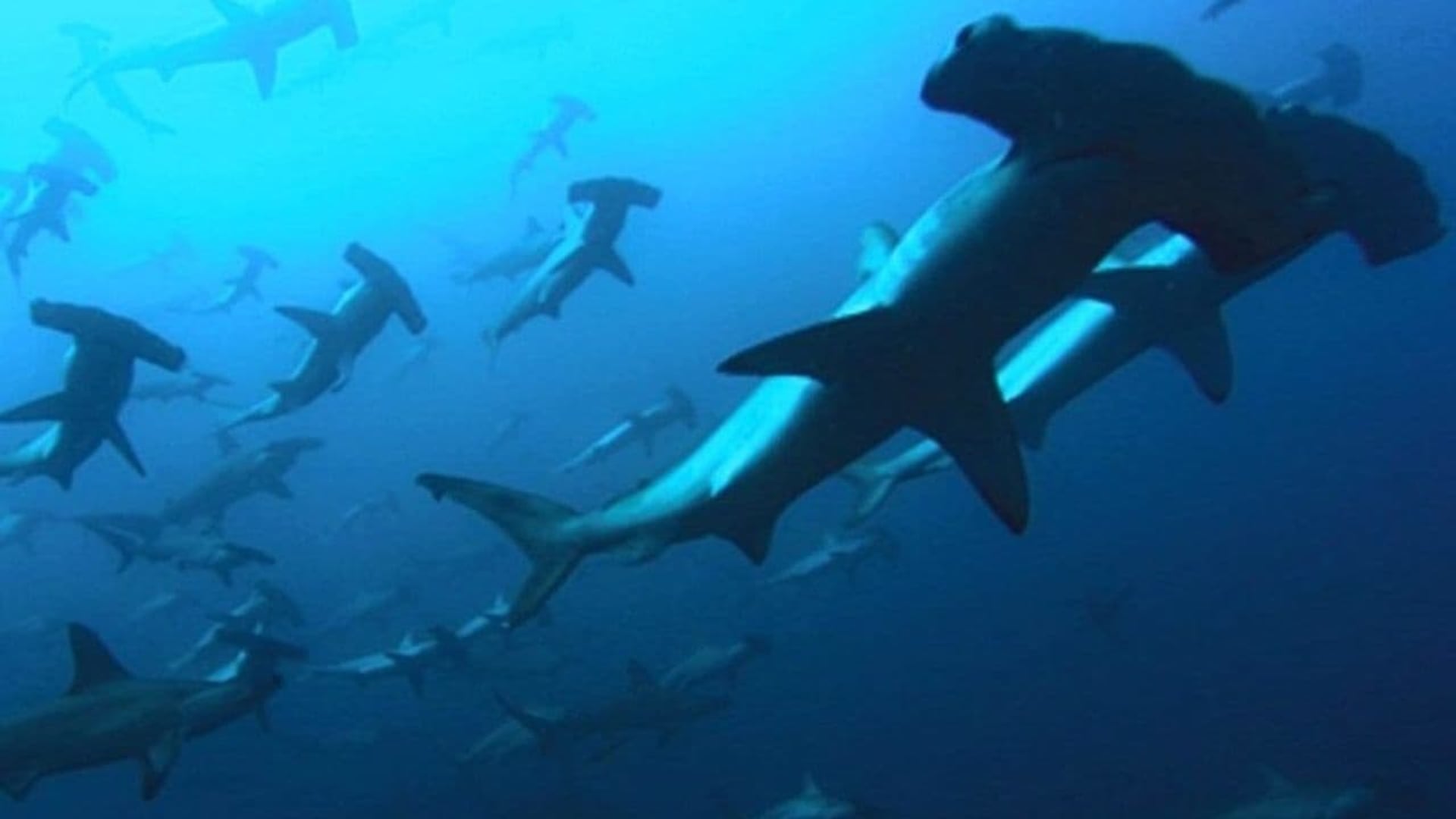 Foto do filme Azul Profundo