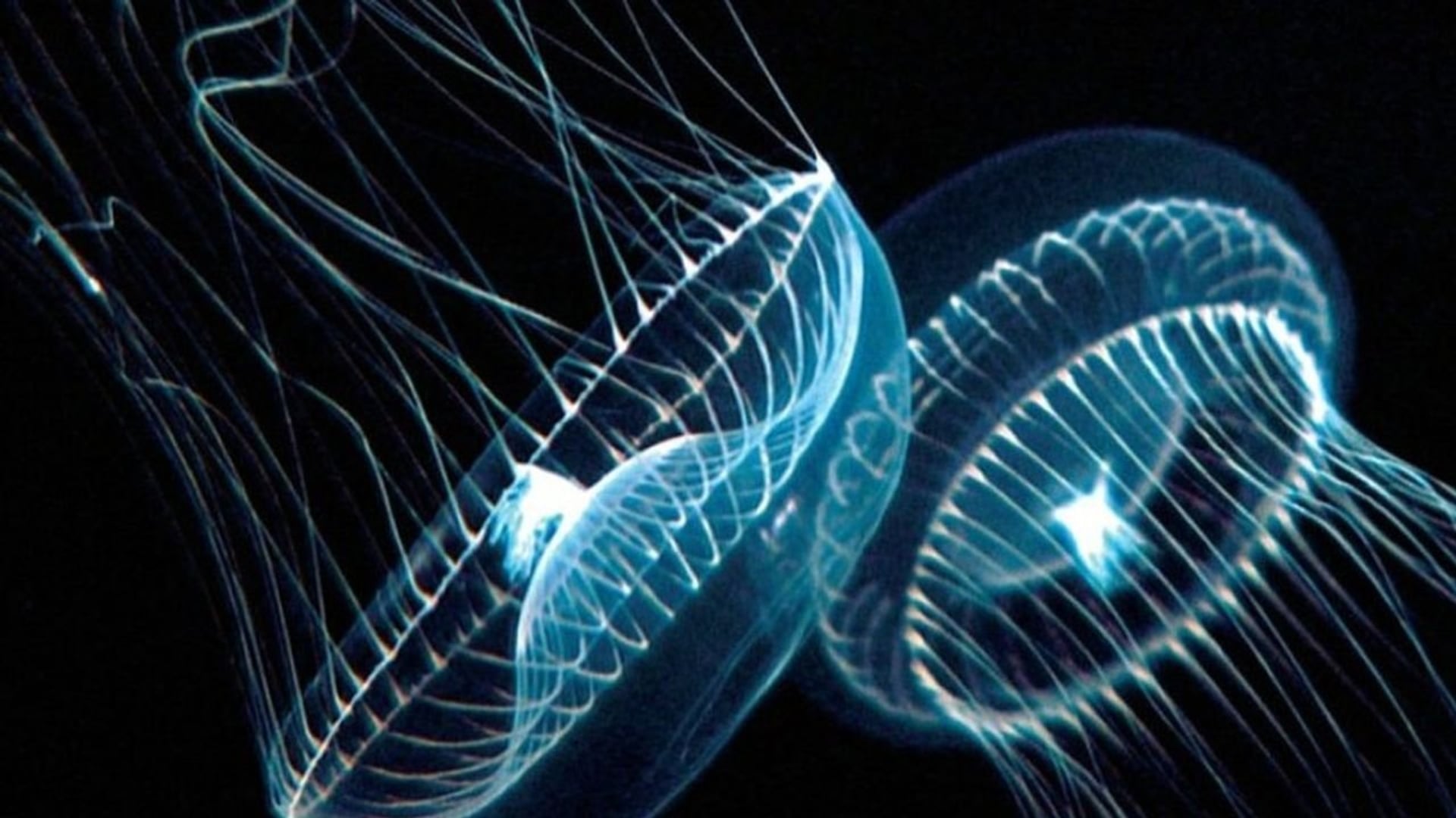 Foto do filme Azul Profundo