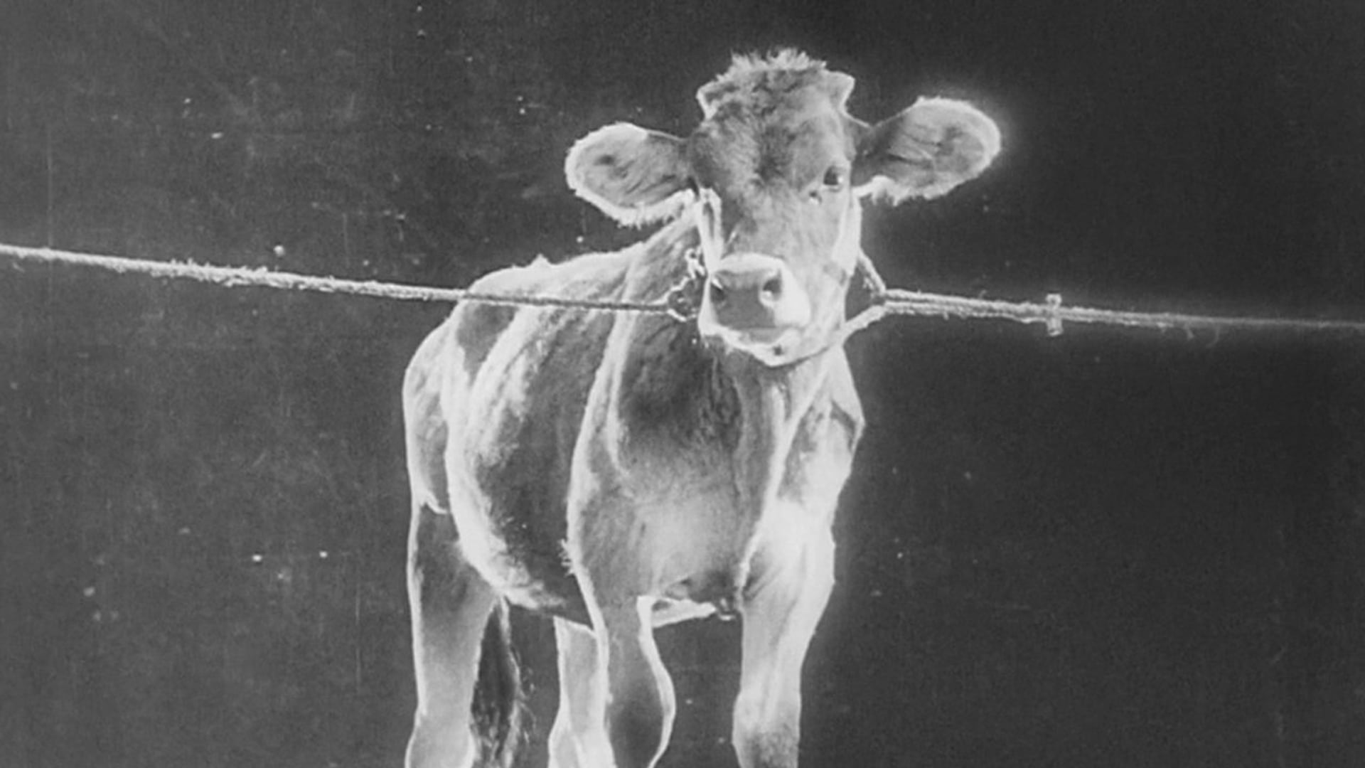 Foto do filme O Velho e o Novo