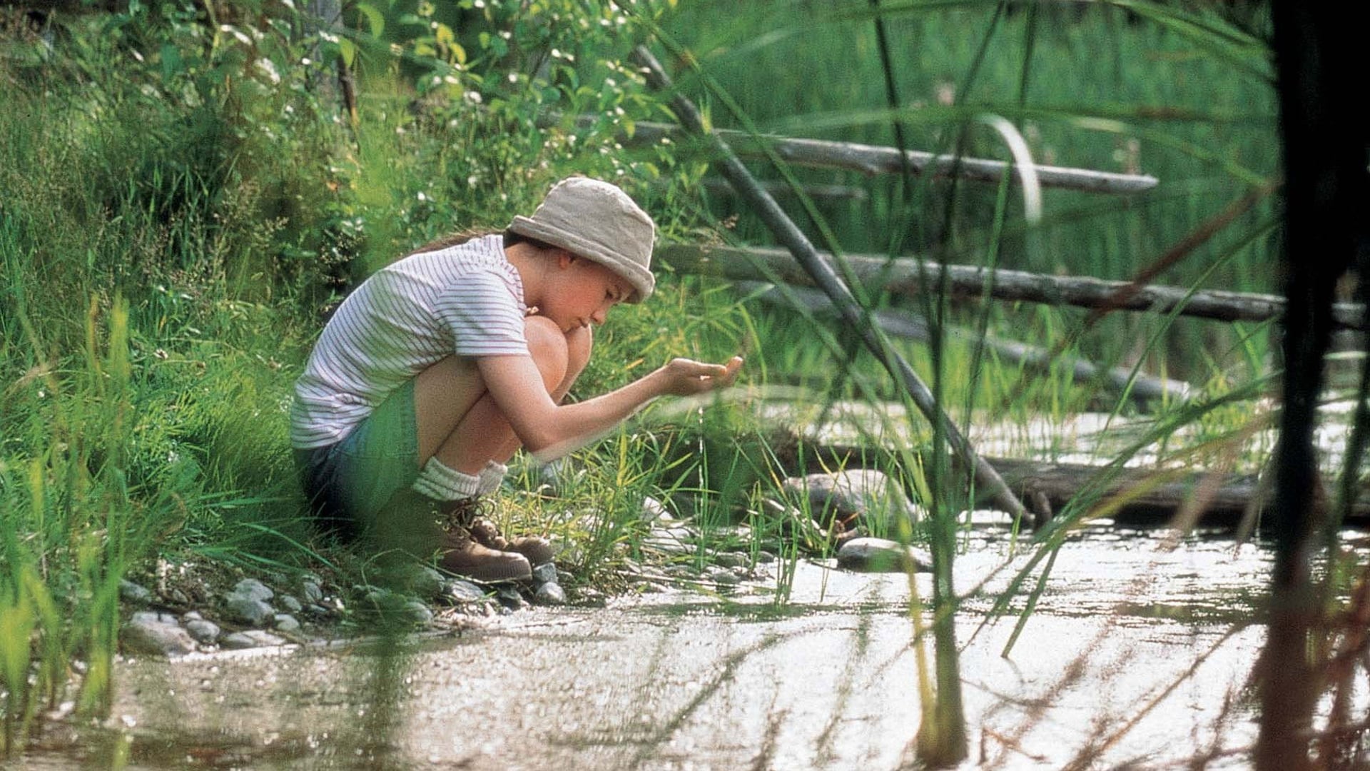 Foto do filme Voando para Casa