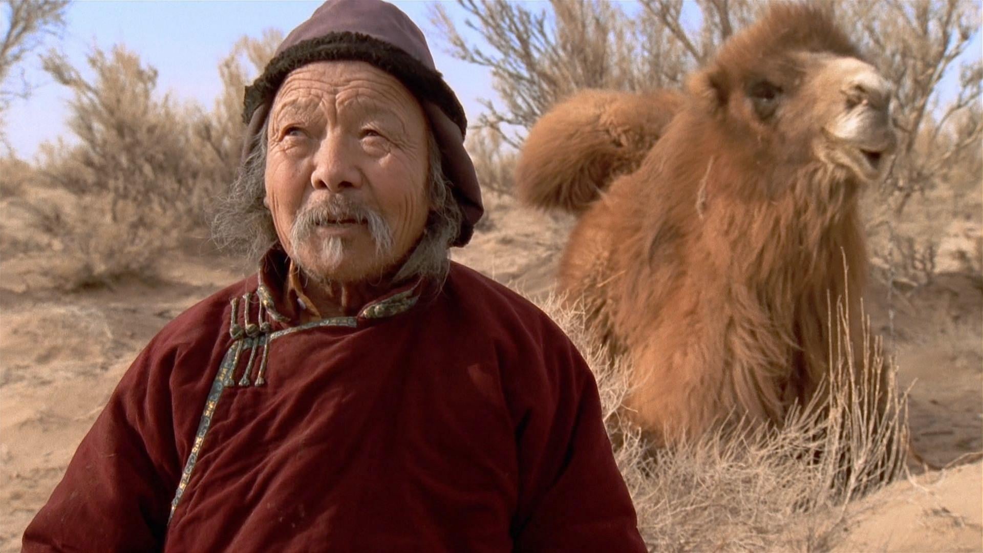 Foto do filme Camelos Também Choram