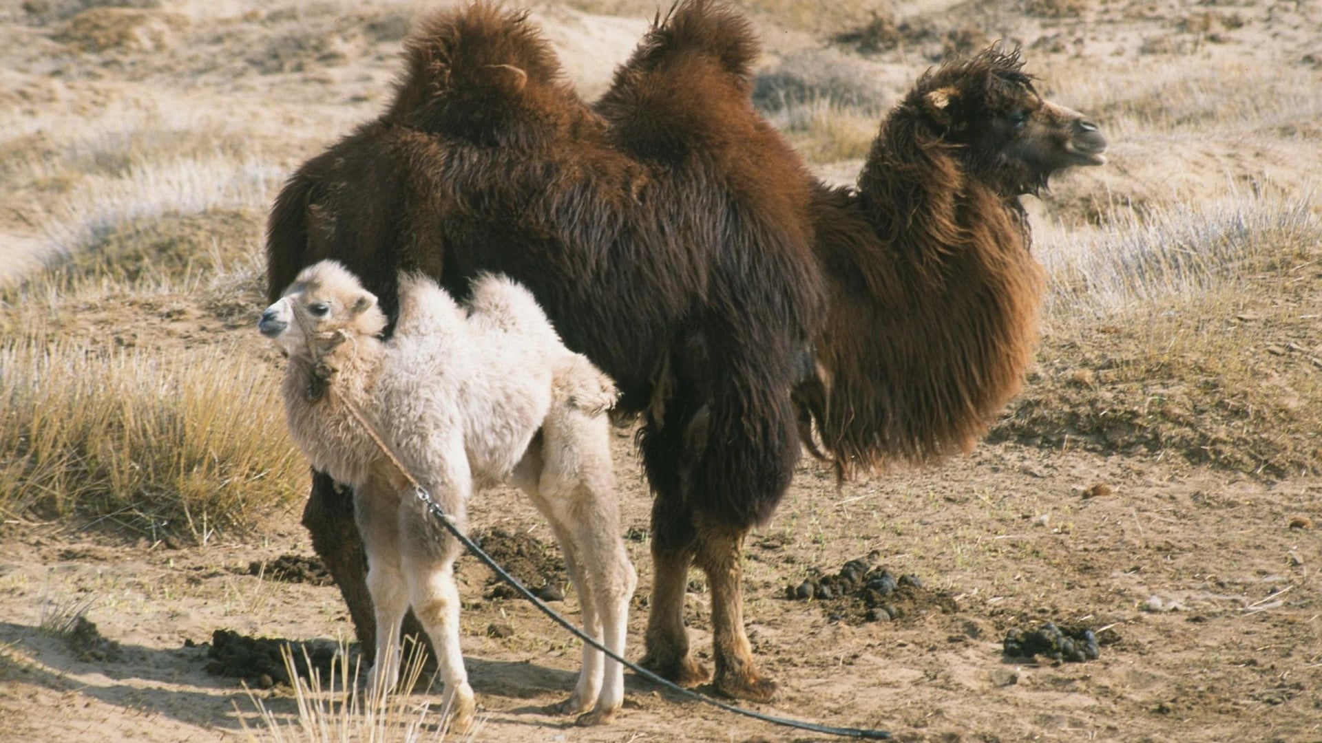 Foto do filme Camelos Também Choram
