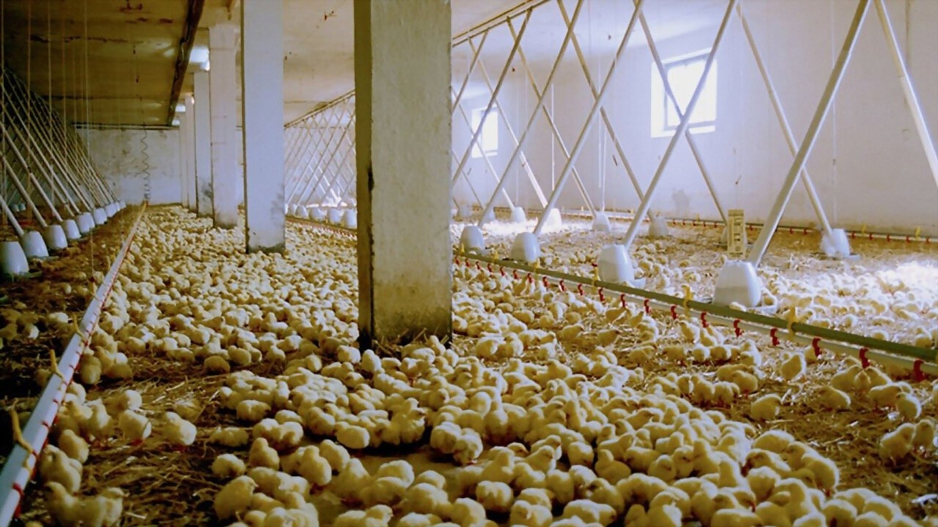 Foto do filme We Feed the World