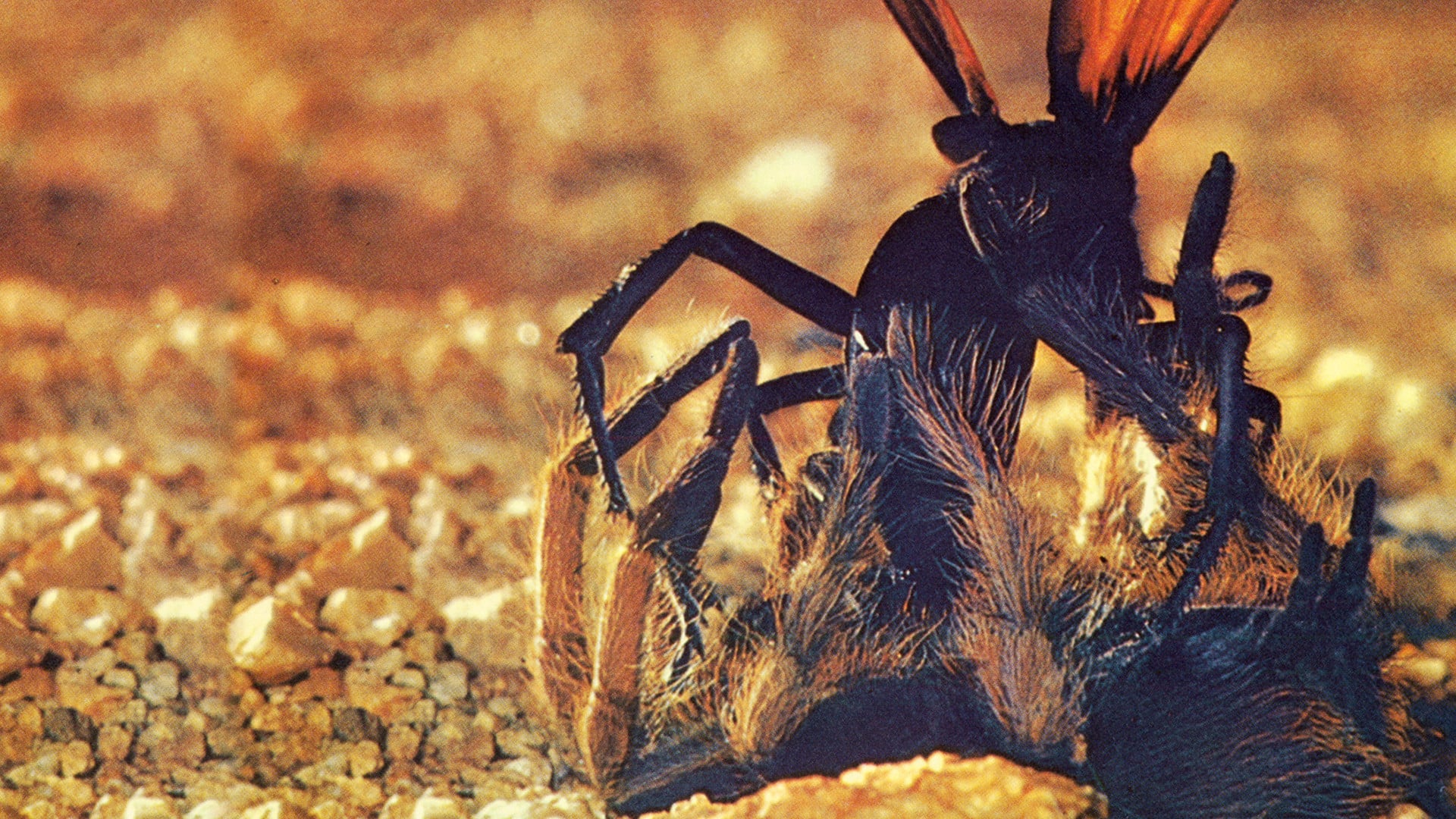 Foto do filme O Deserto Vivo