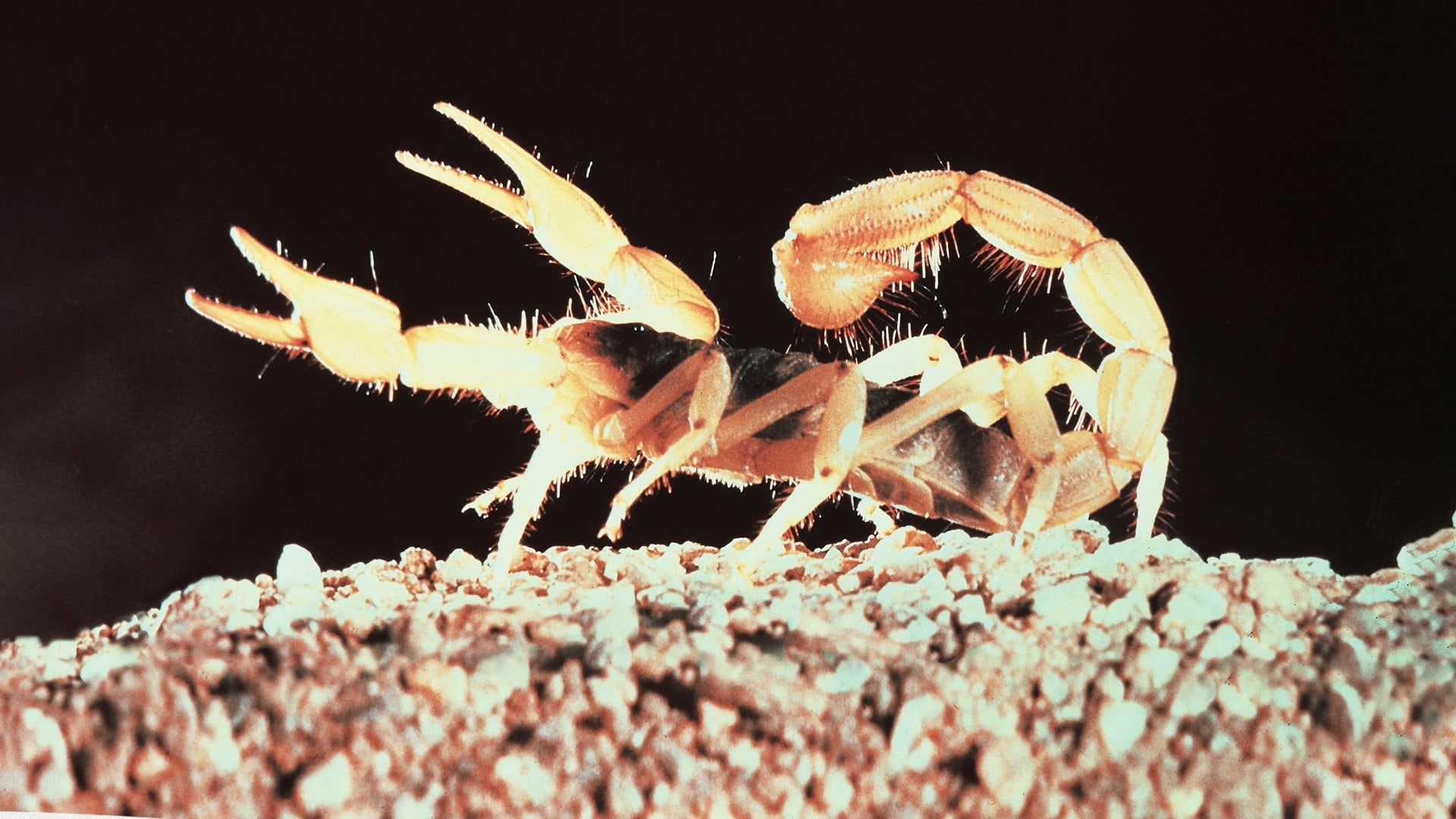 Foto do filme O Deserto Vivo