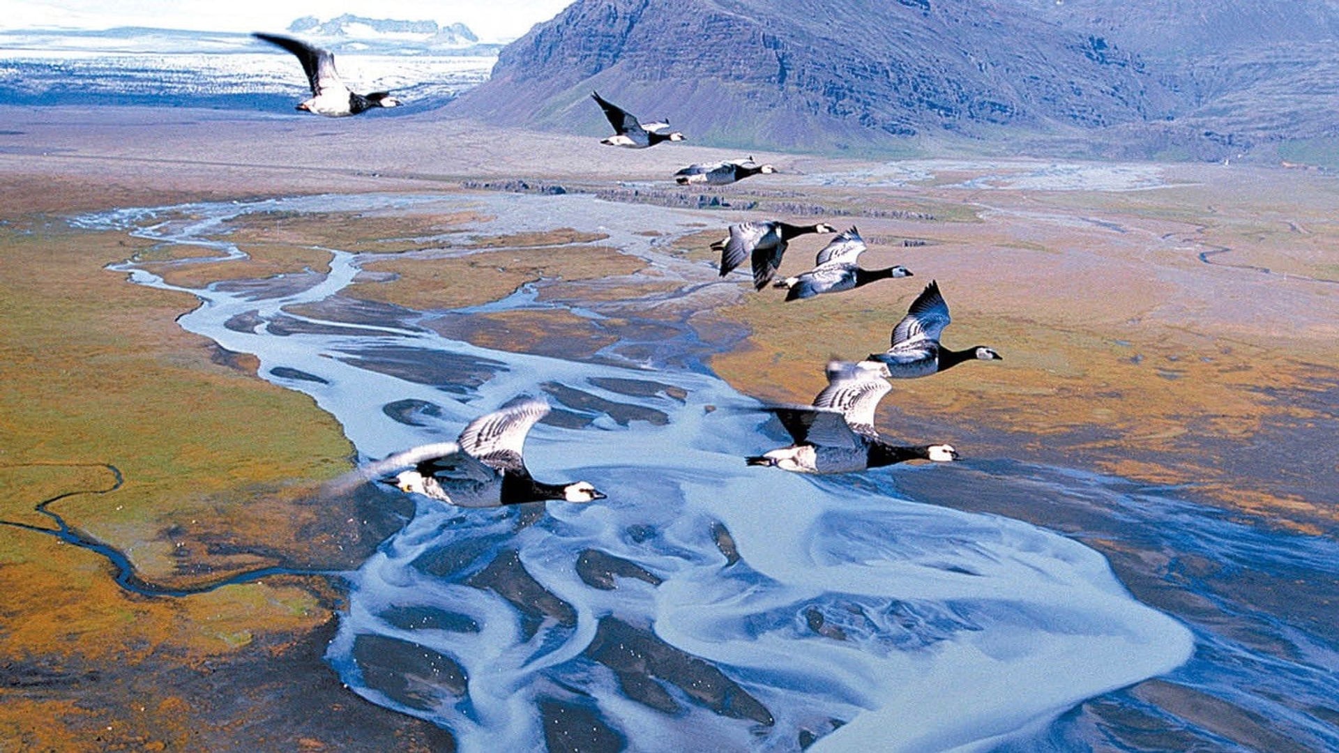 Foto do filme Migração Alada