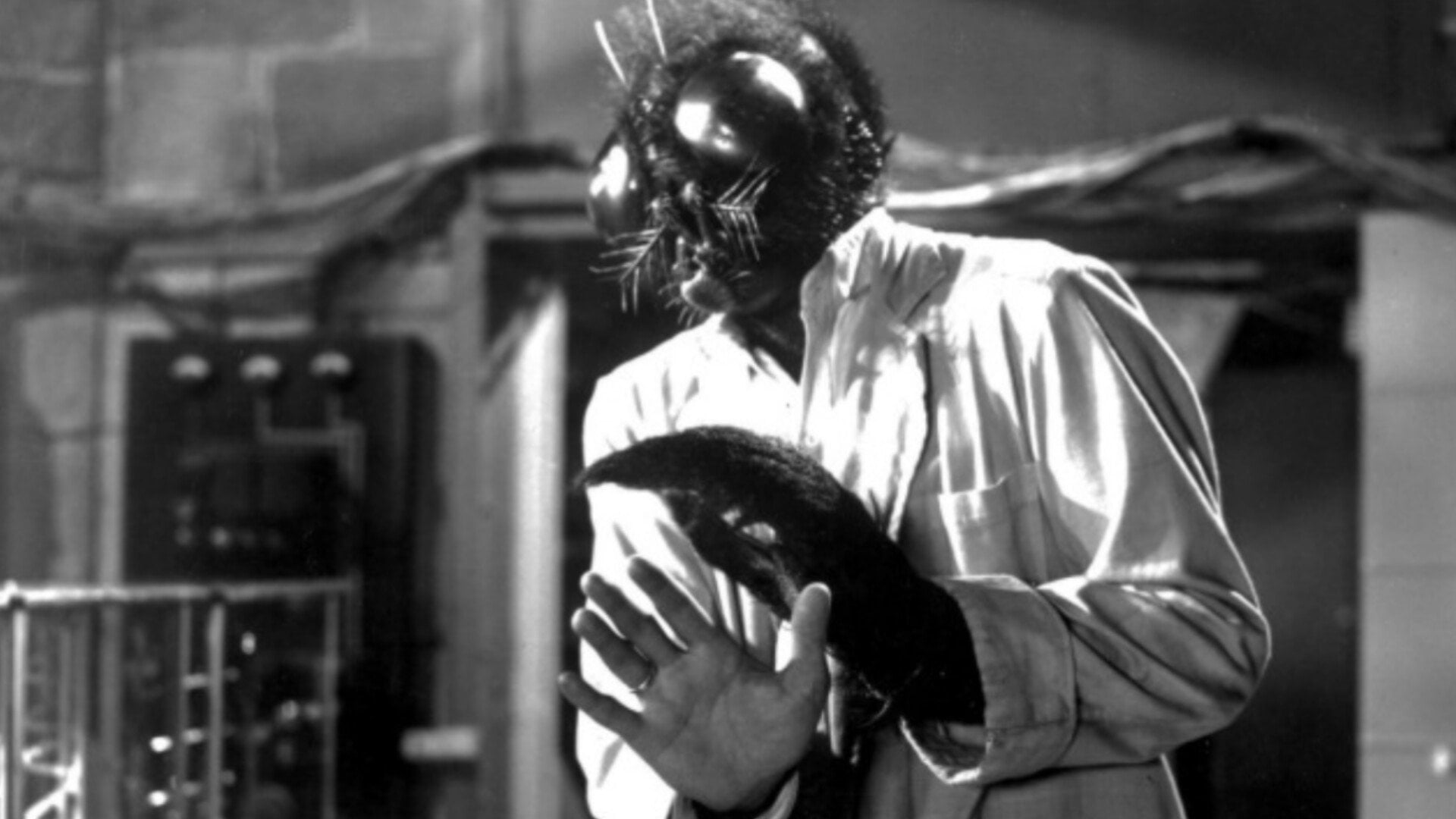 Foto do filme A Mosca da Cabeça Branca