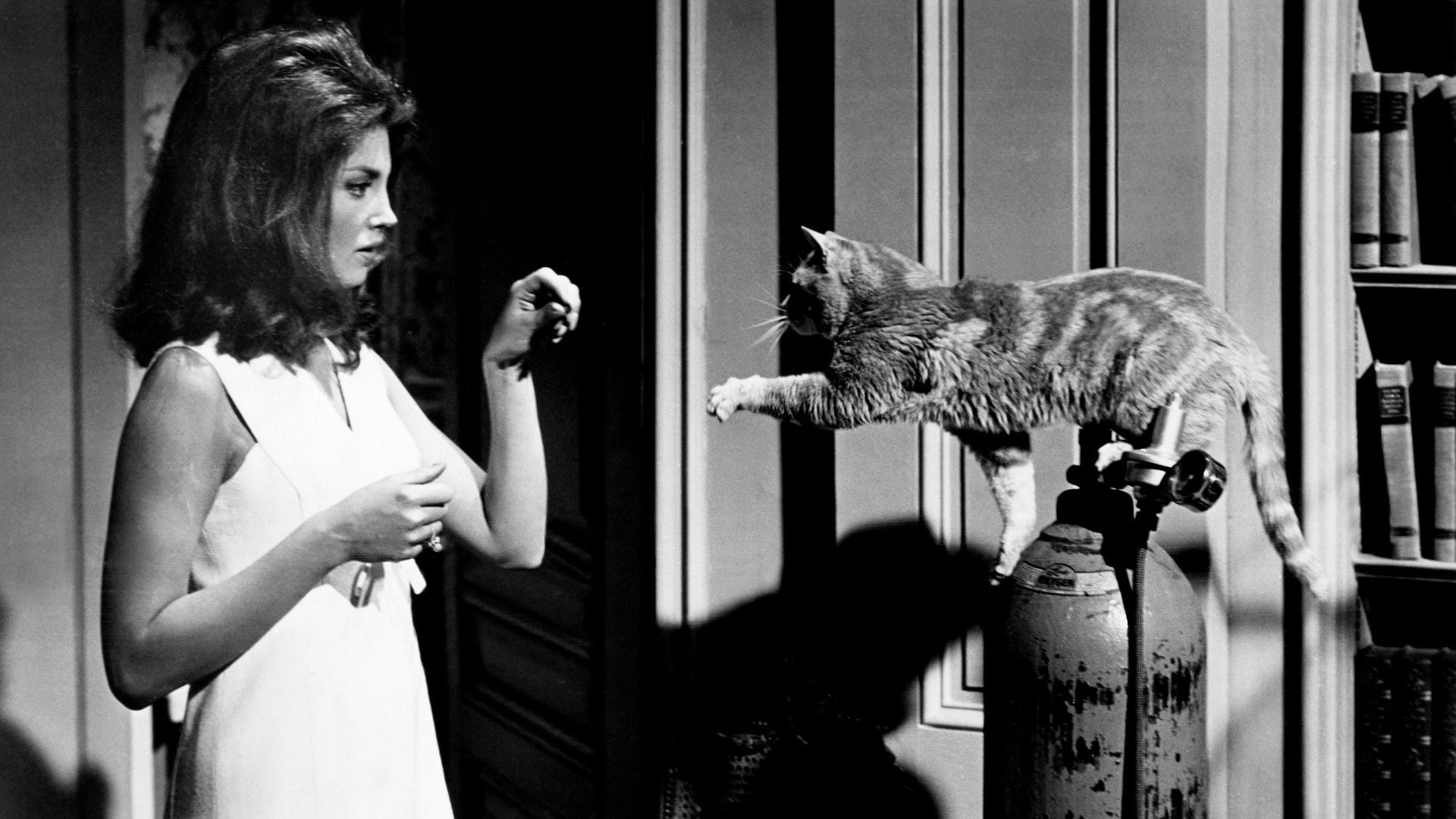 Foto do filme Os Felinos