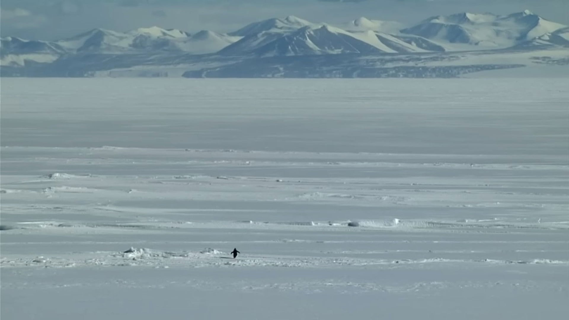 Foto do filme Encontros no Fim do Mundo