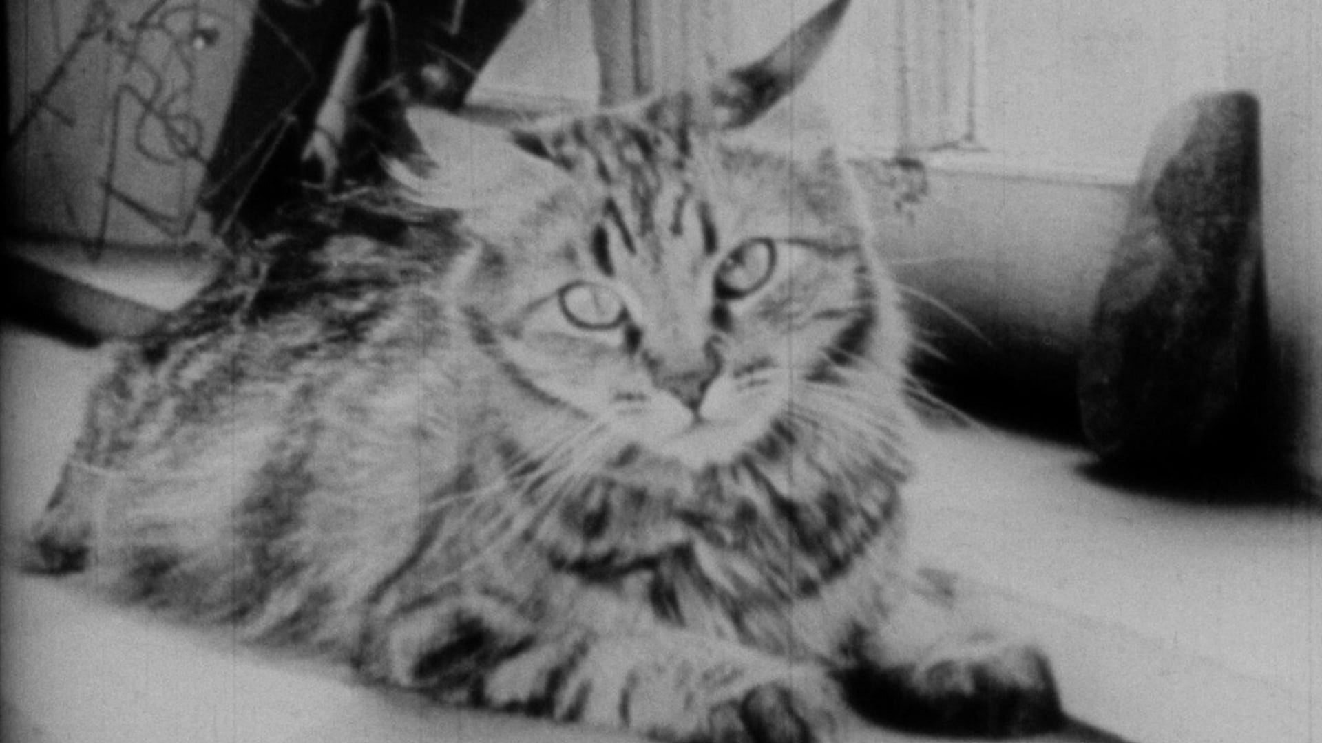 Foto do filme The Private Life of a Cat