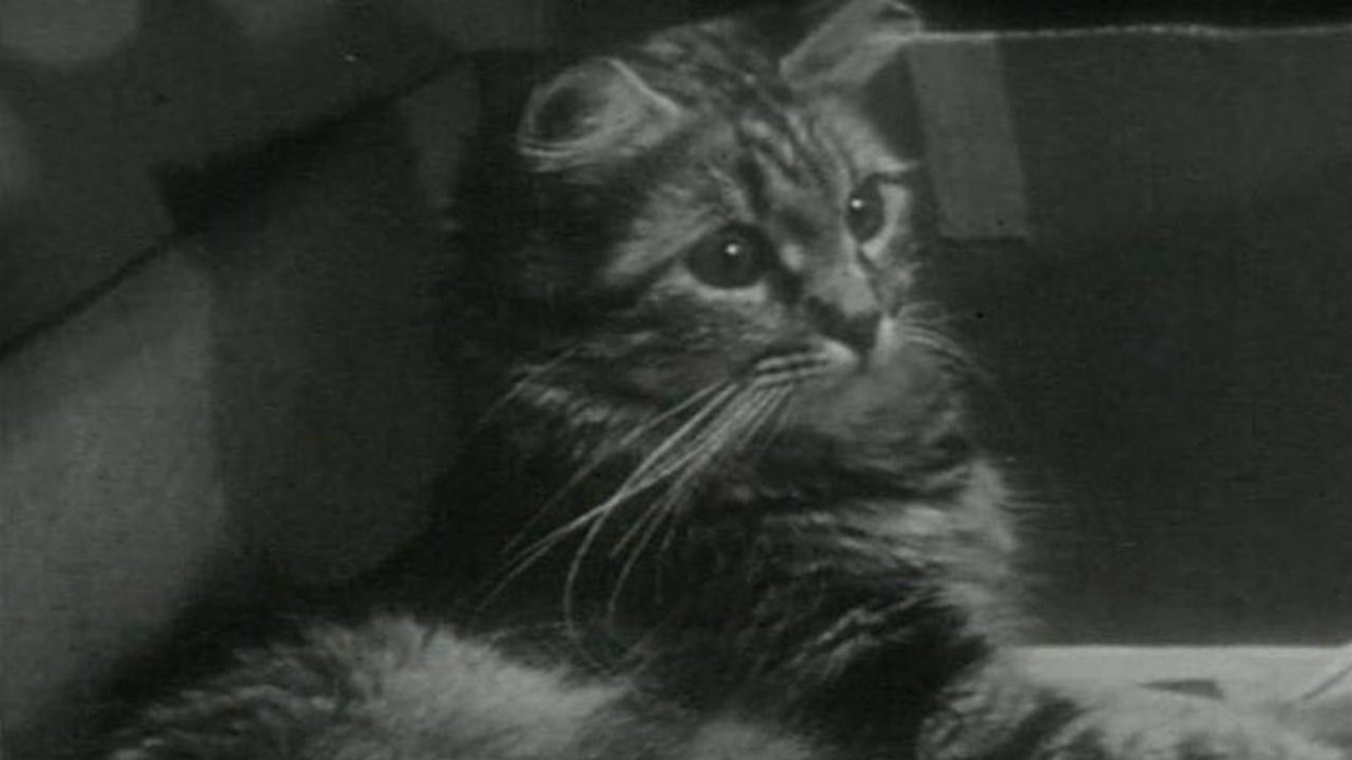 Foto do filme The Private Life of a Cat