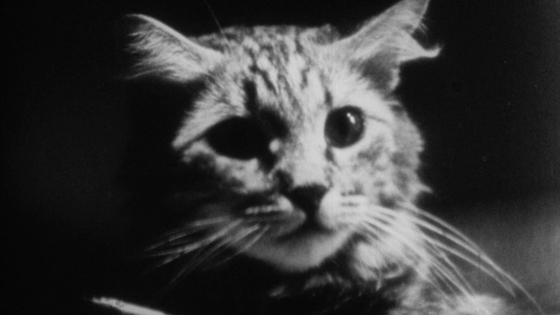 Foto do filme The Private Life of a Cat