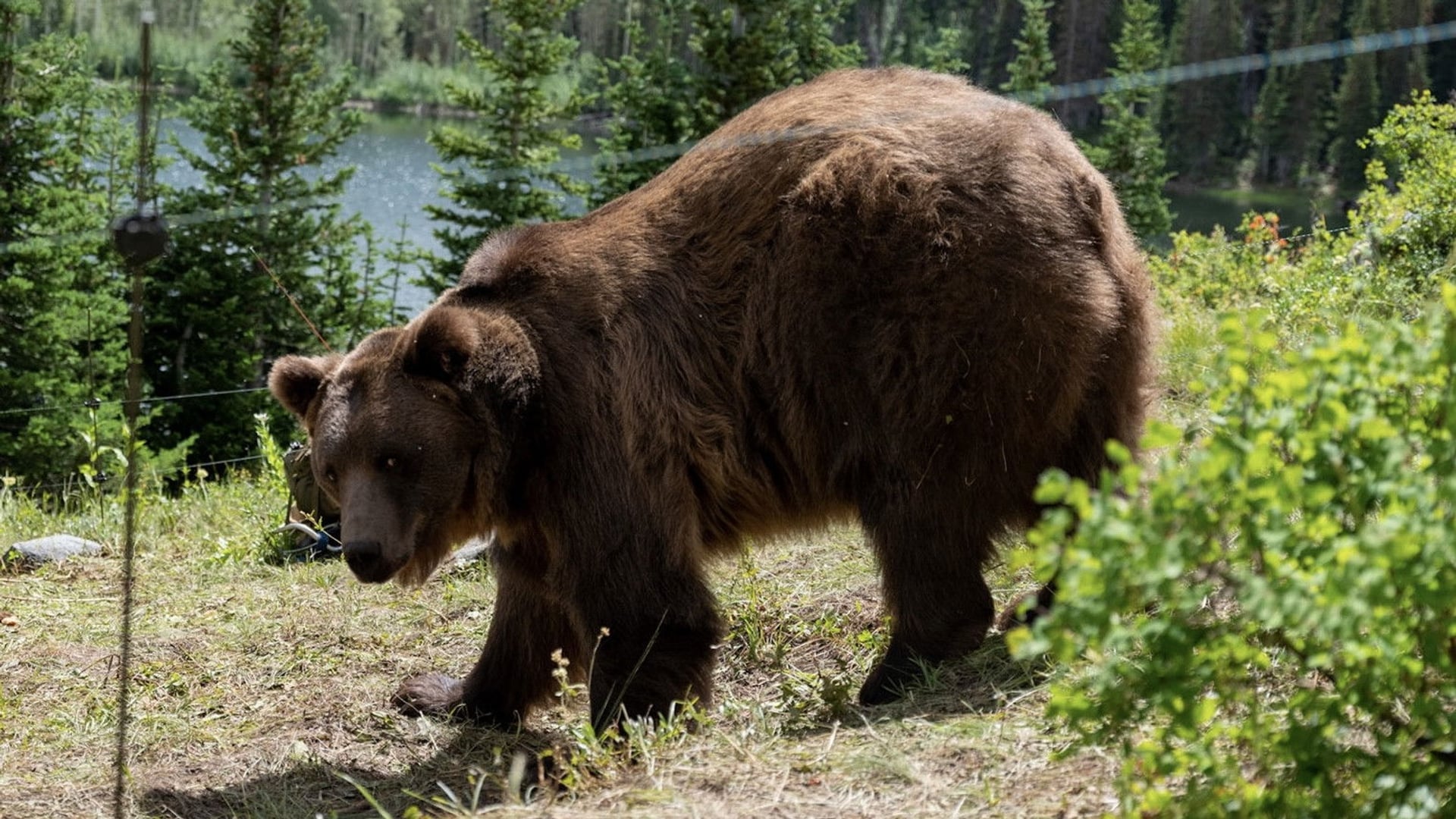 Foto do filme Grizzly Night