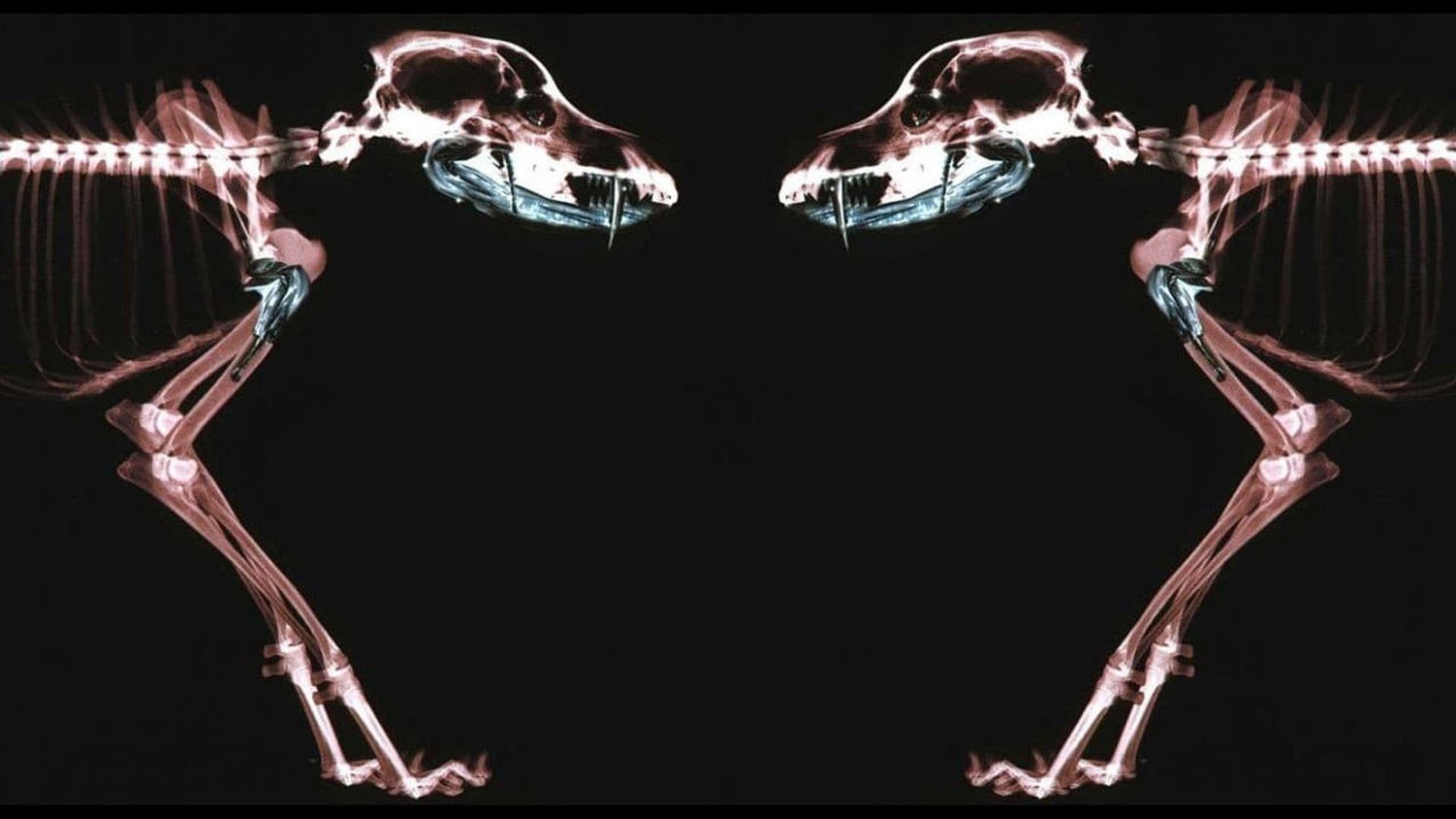 Foto do filme Rottweiler