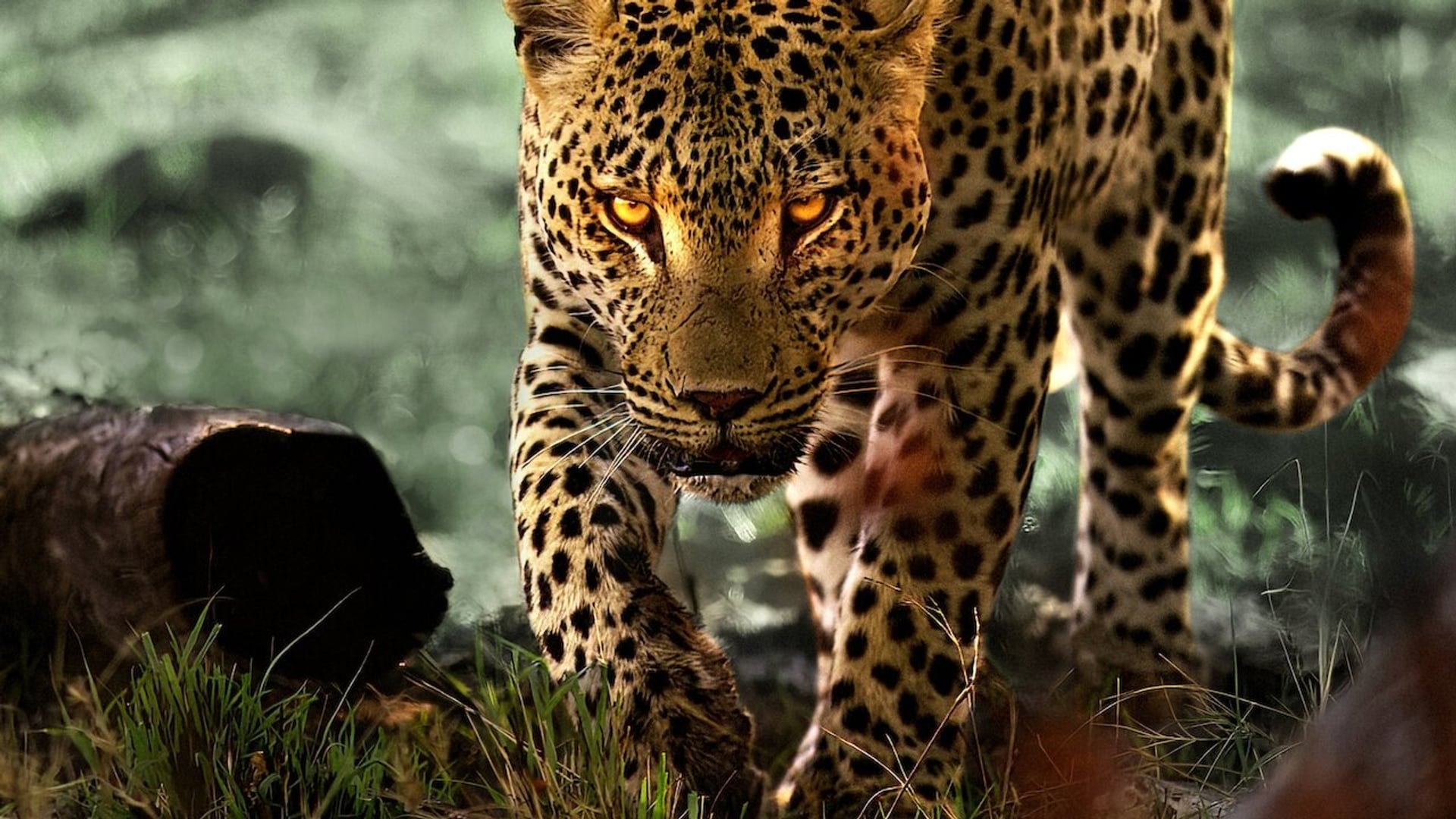Foto do filme A Vida dos Leopardos