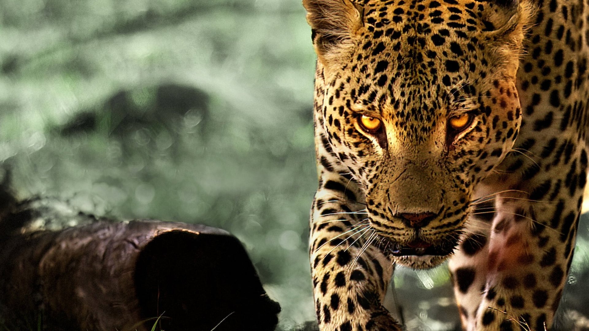 Foto do filme A Vida dos Leopardos