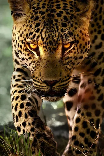 A Vida dos Leopardos