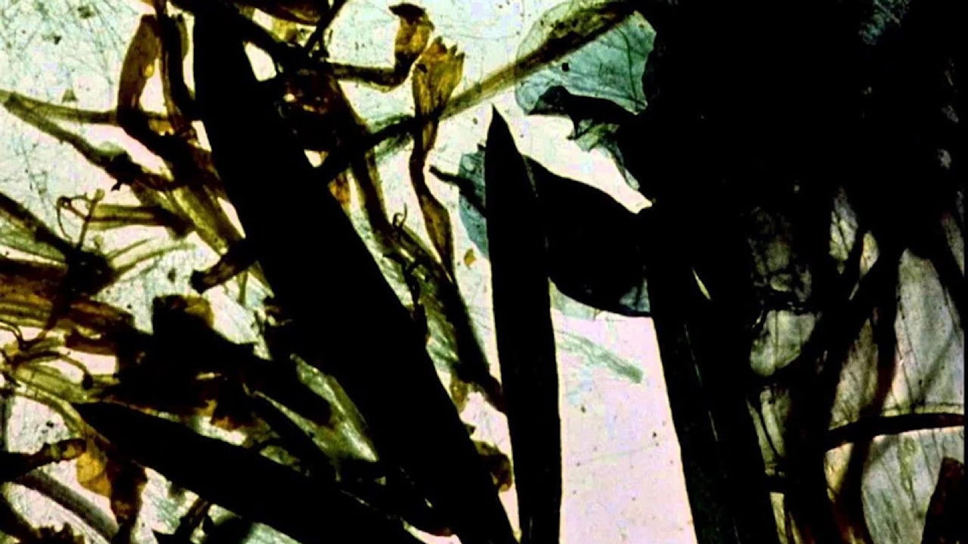 Foto do filme The Garden of Earthly Delights