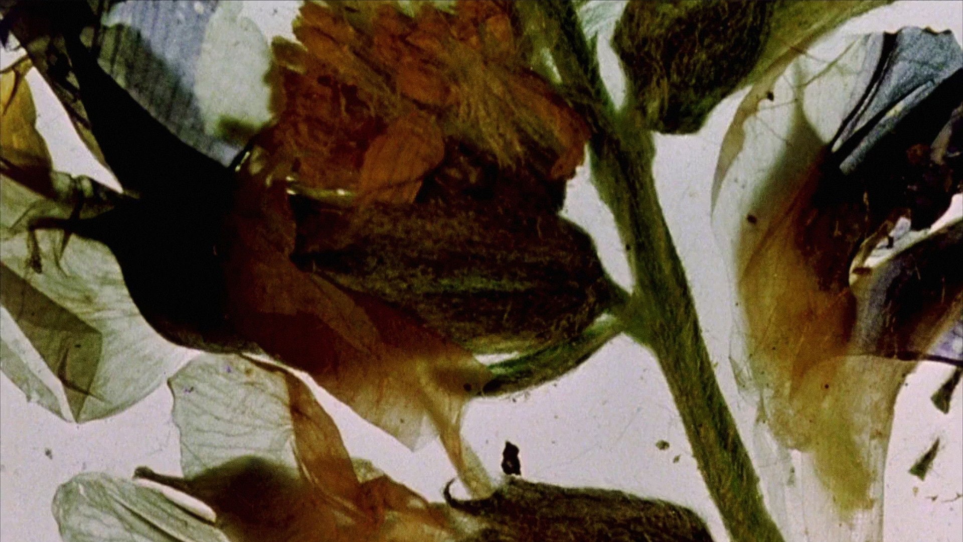Foto do filme The Garden of Earthly Delights