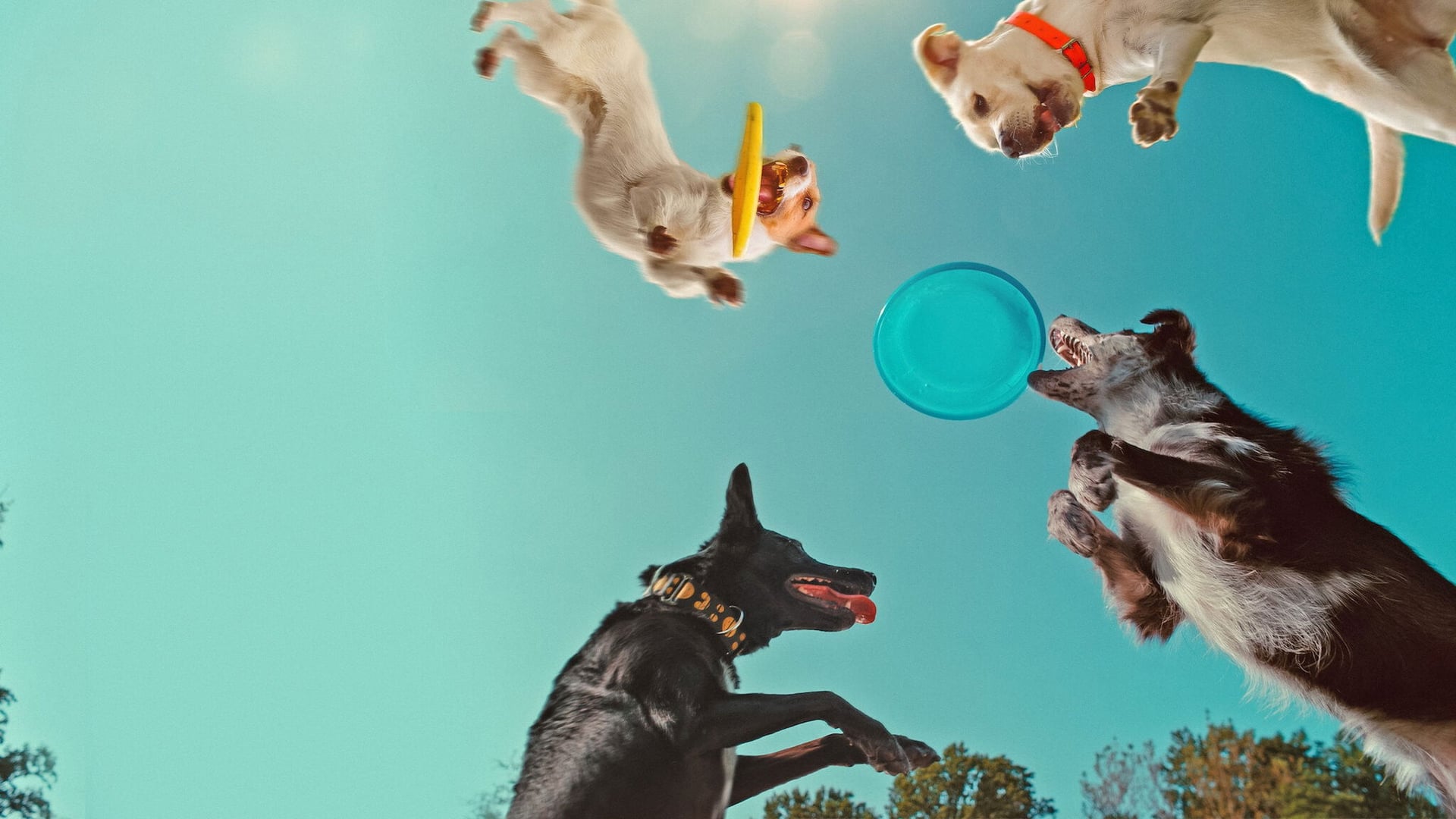 Foto do filme Dentro da Mente de um Cachorro