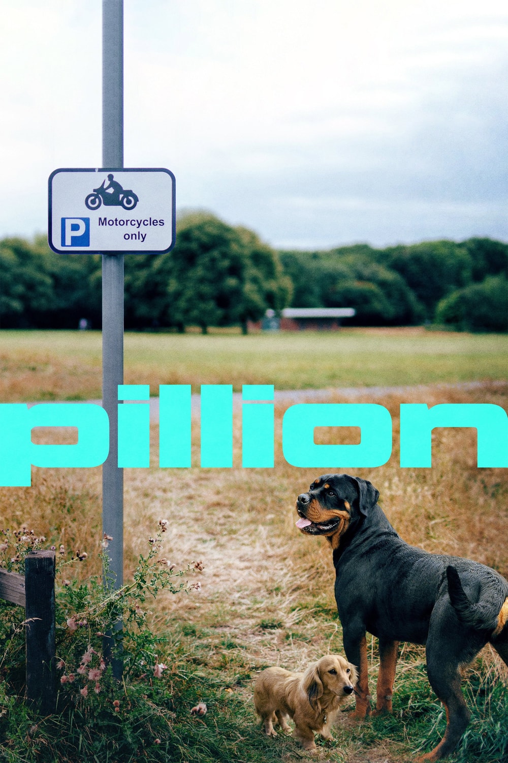 Pillion