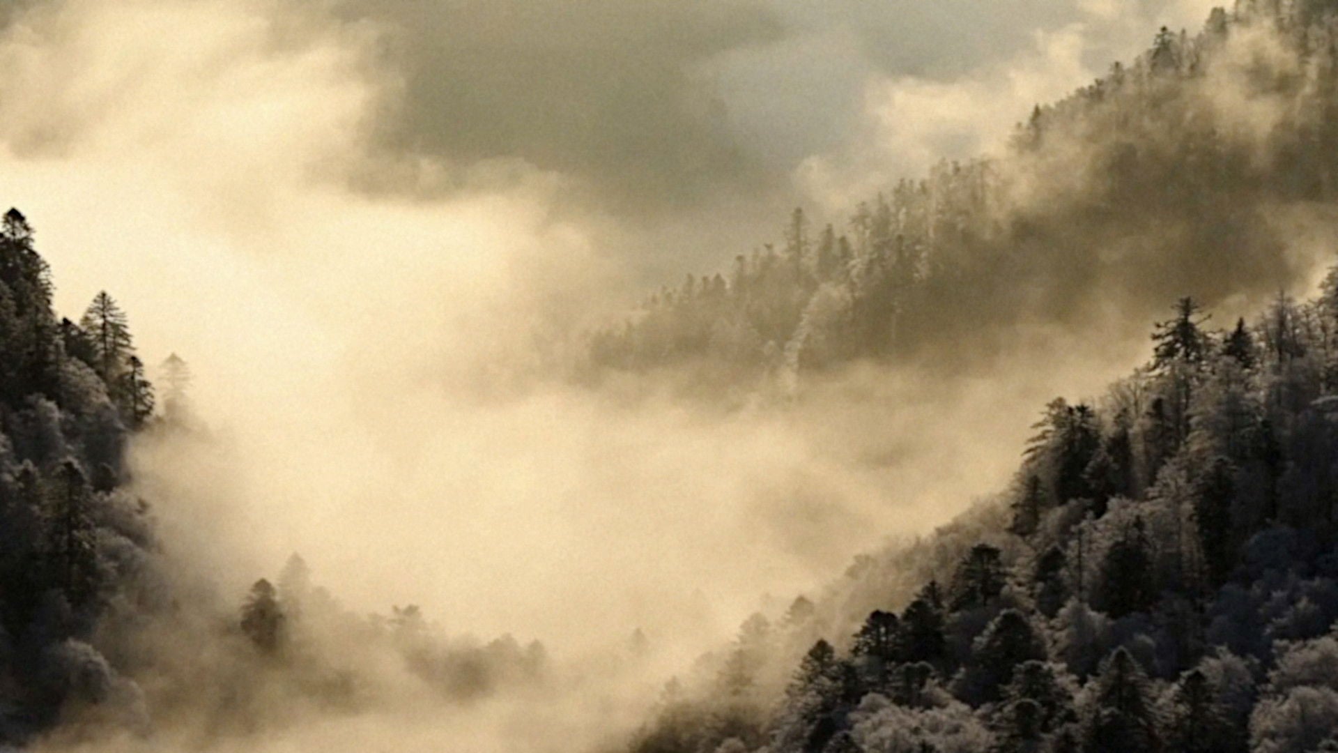Foto do filme Le Chant des forêts