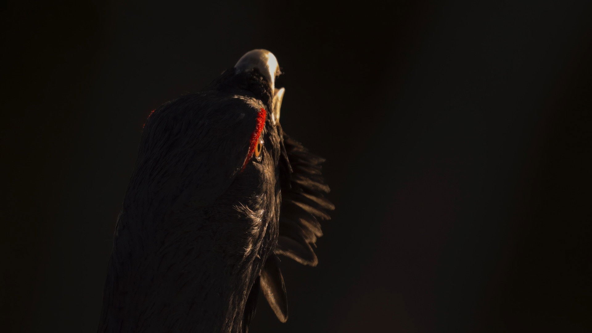 Foto do filme Le Chant des forêts