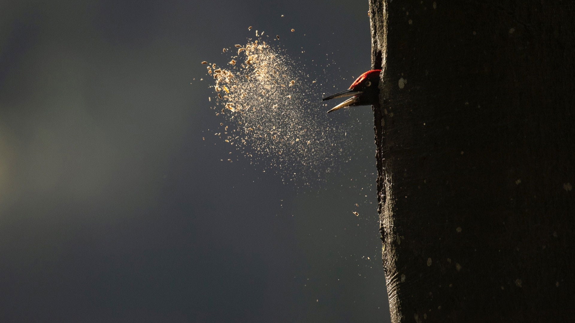 Foto do filme Le Chant des forêts