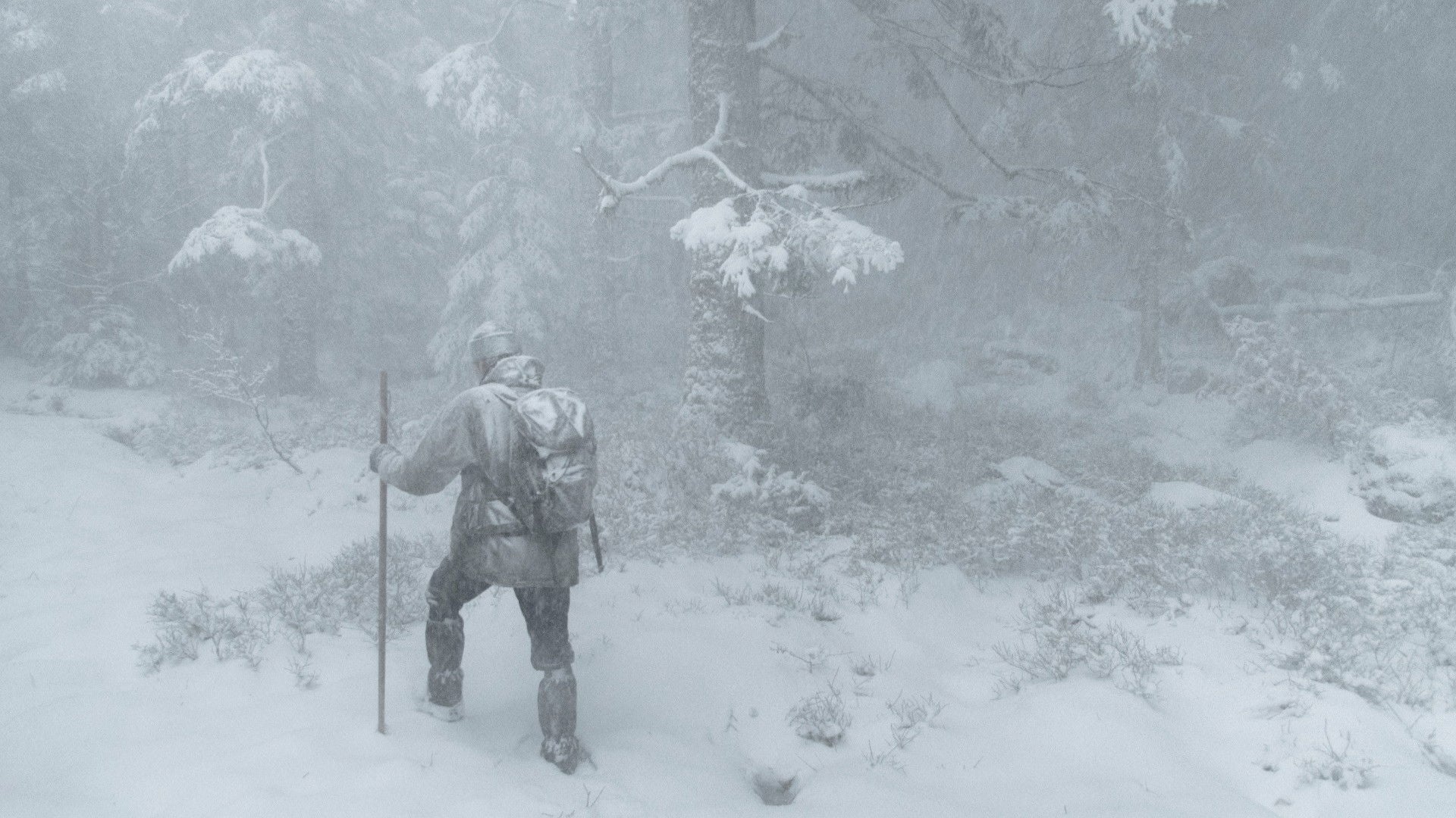 Foto do filme Le Chant des forêts