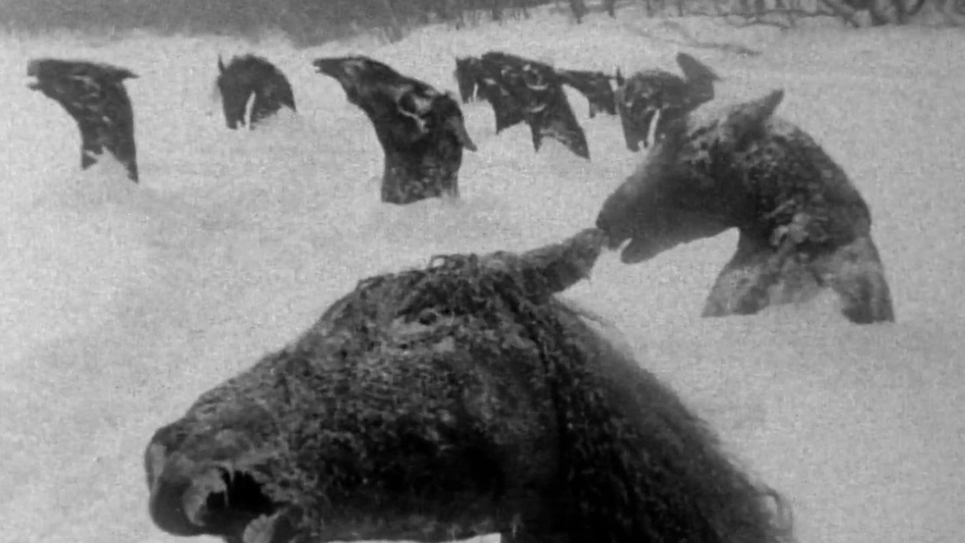 Foto do filme Minha Winnipeg