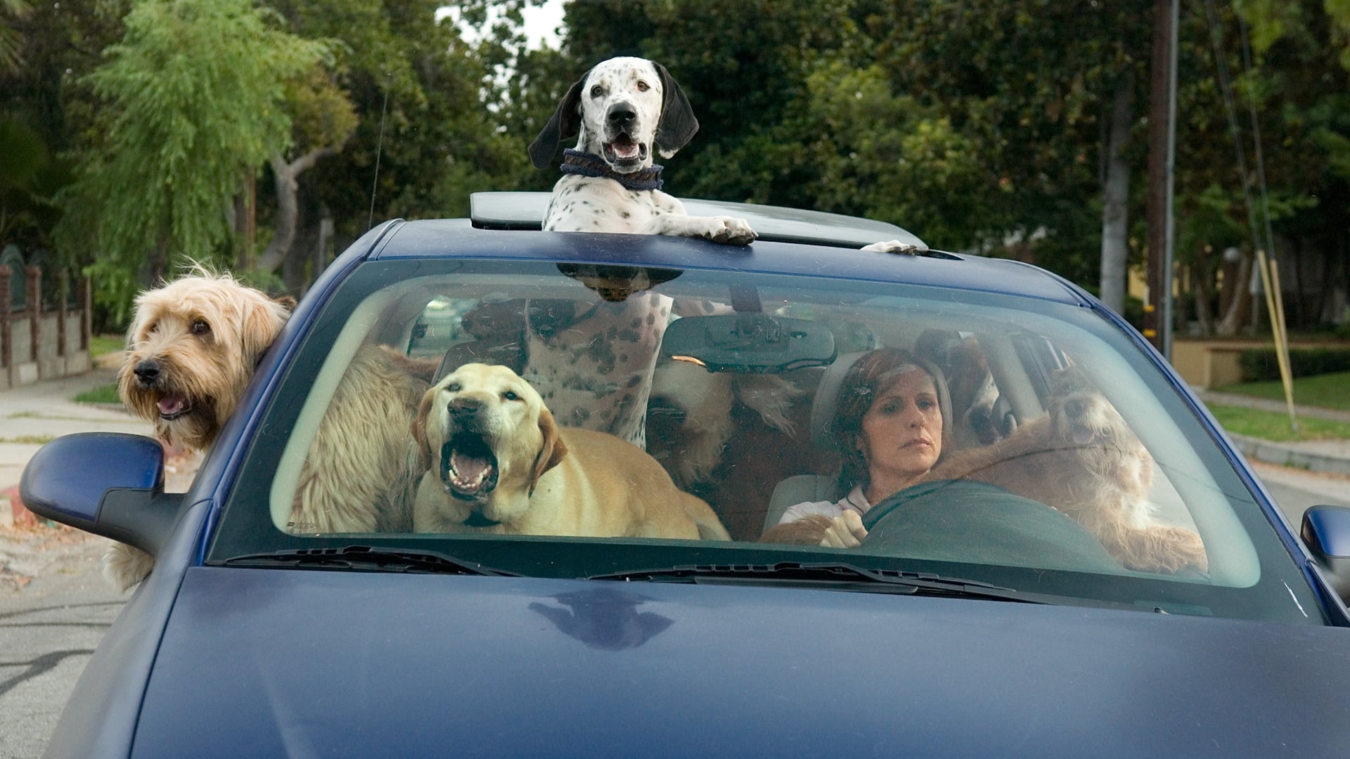 Foto do filme Amor pra Cachorro