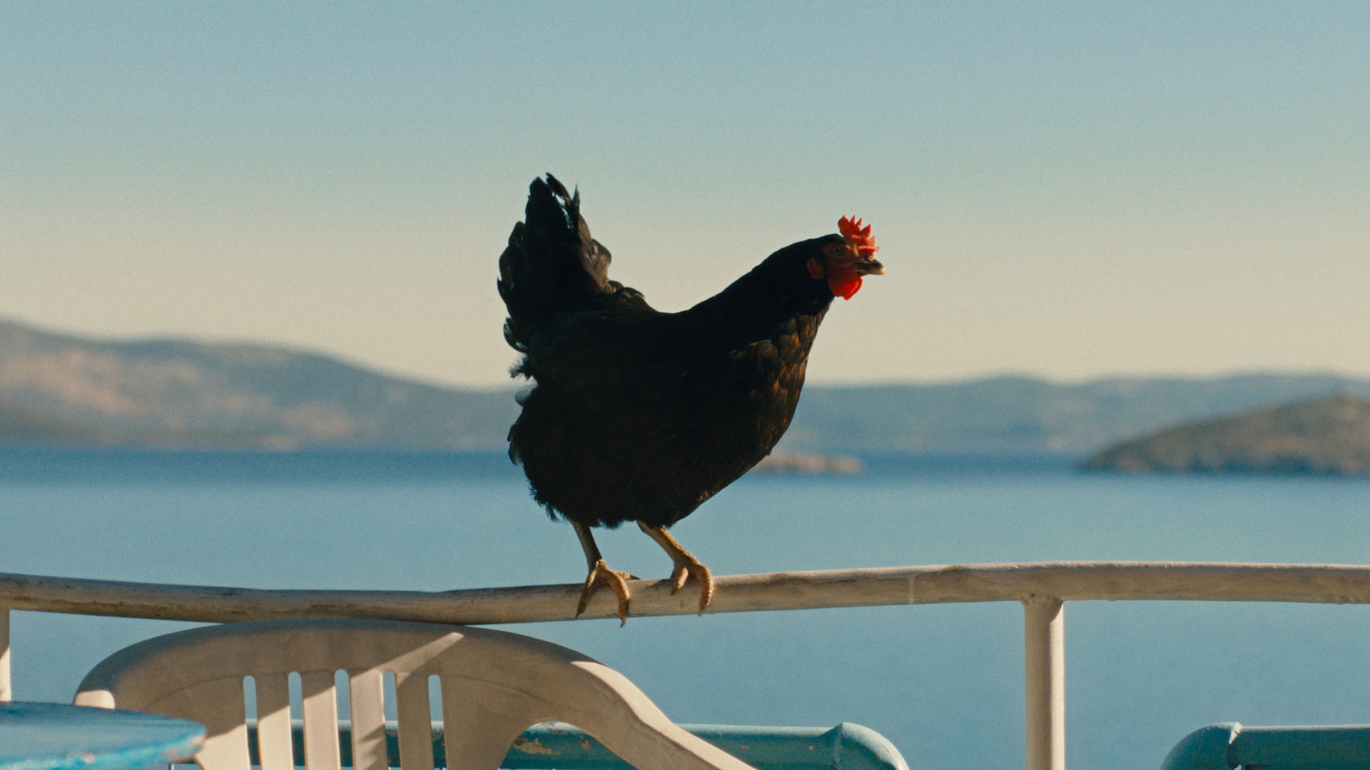 Foto do filme Hen