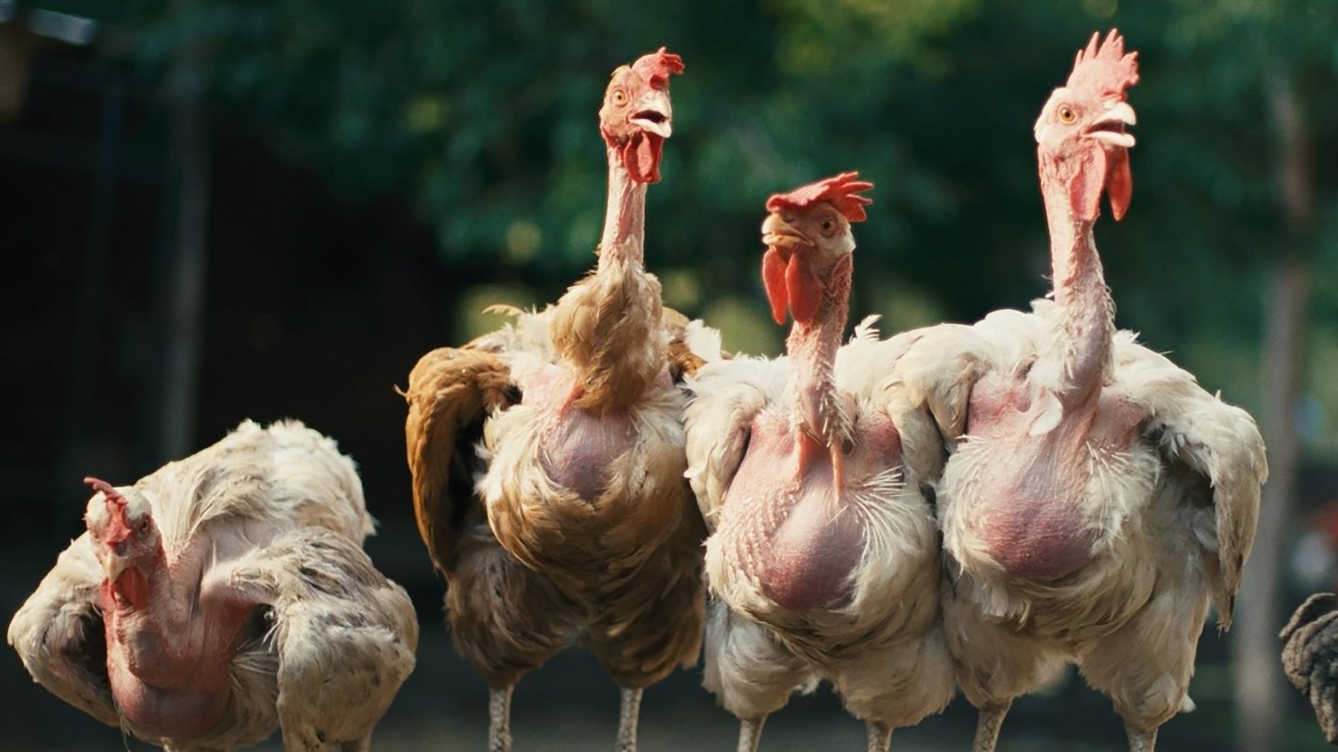 Foto do filme Hen