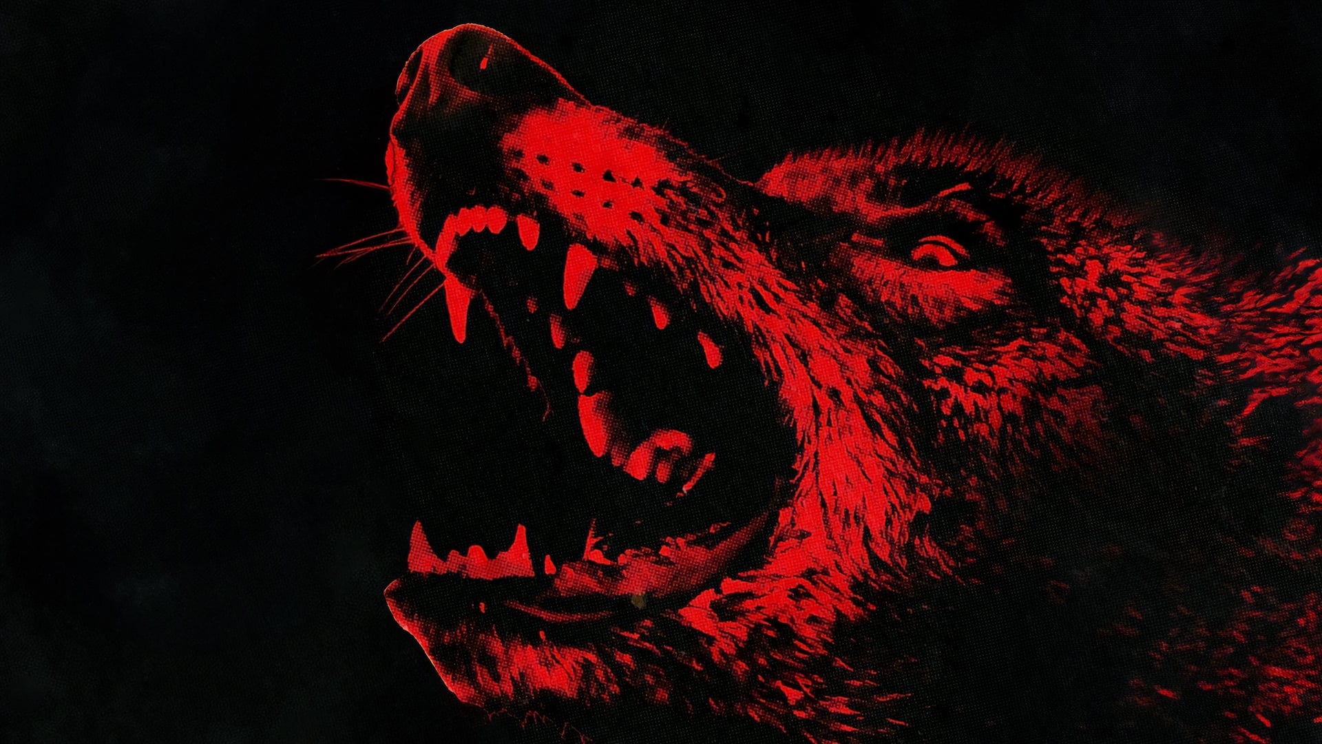 Foto do filme Coyotes