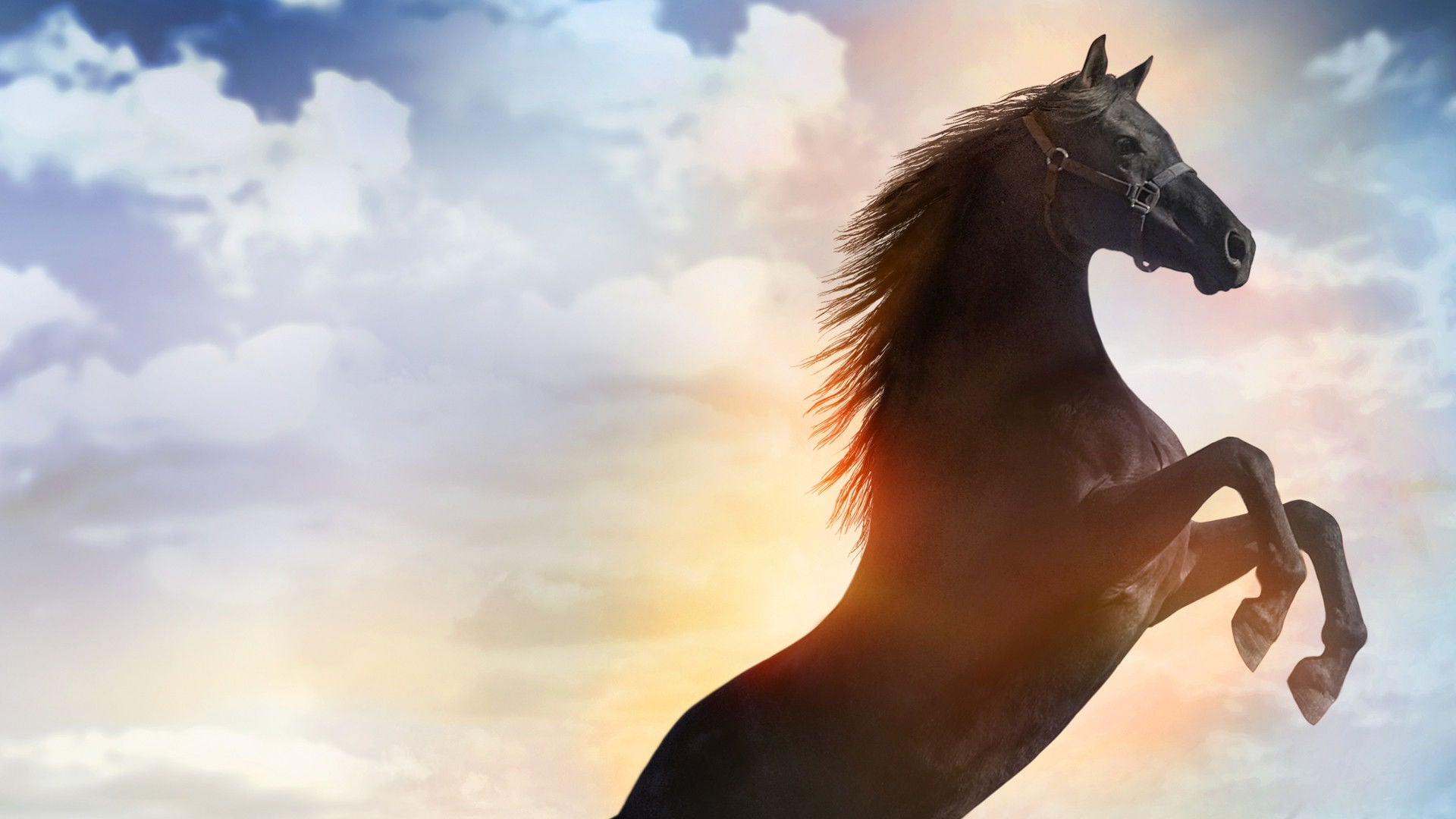 Foto do filme Flicka