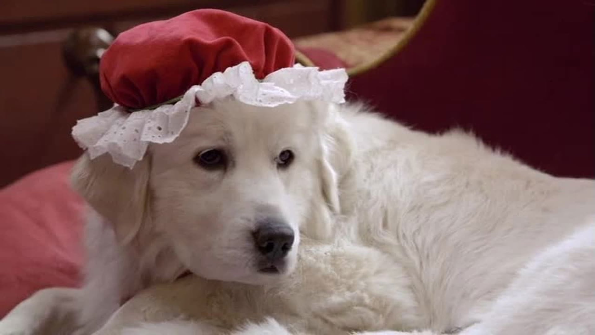 Foto do filme Os Filhotes da Mamãe Noel