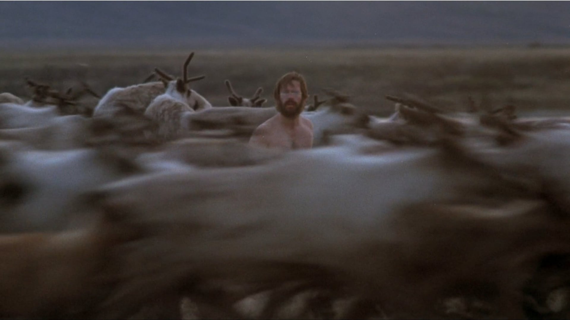 Foto do filme Os Lobos Nunca Choram