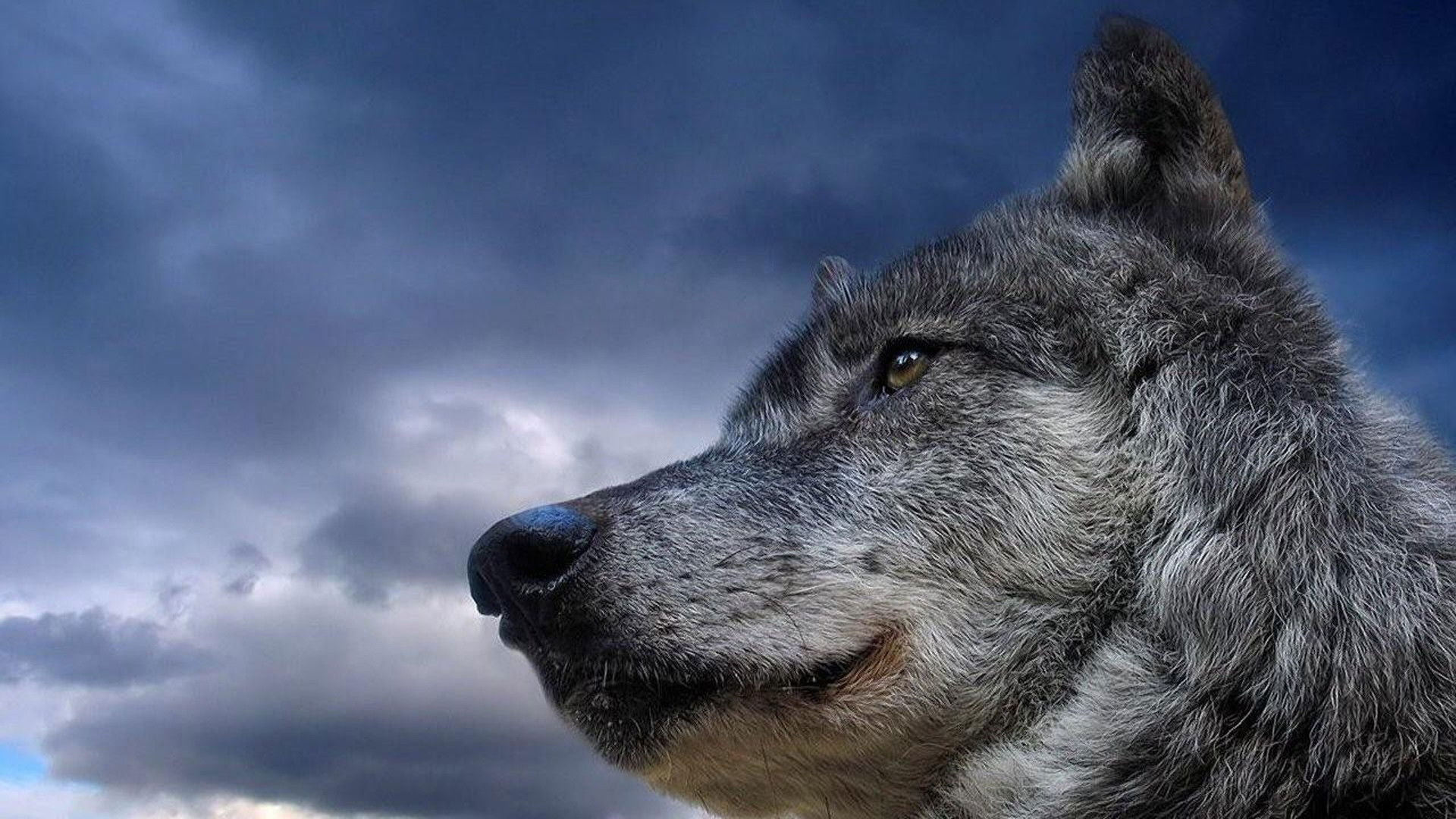 Foto do filme Os Lobos Nunca Choram