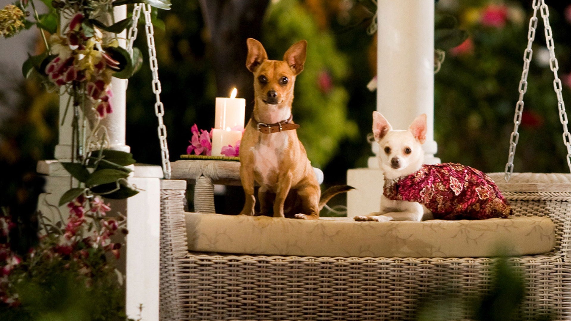 Foto do filme Perdido pra Cachorro