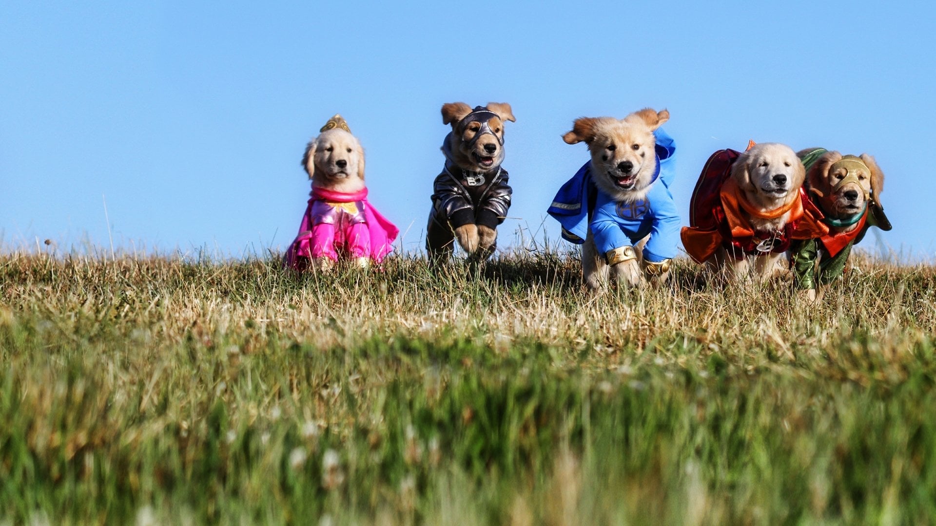 Foto do filme Super Buddies