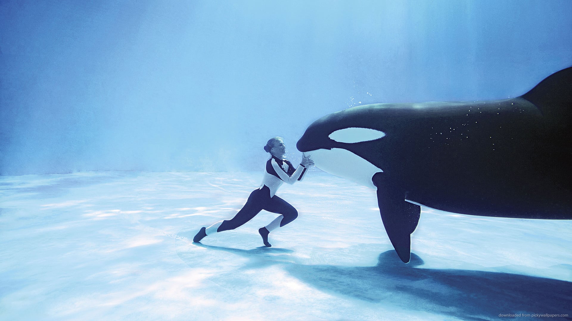 Foto do filme Blackfish: Fúria Animal