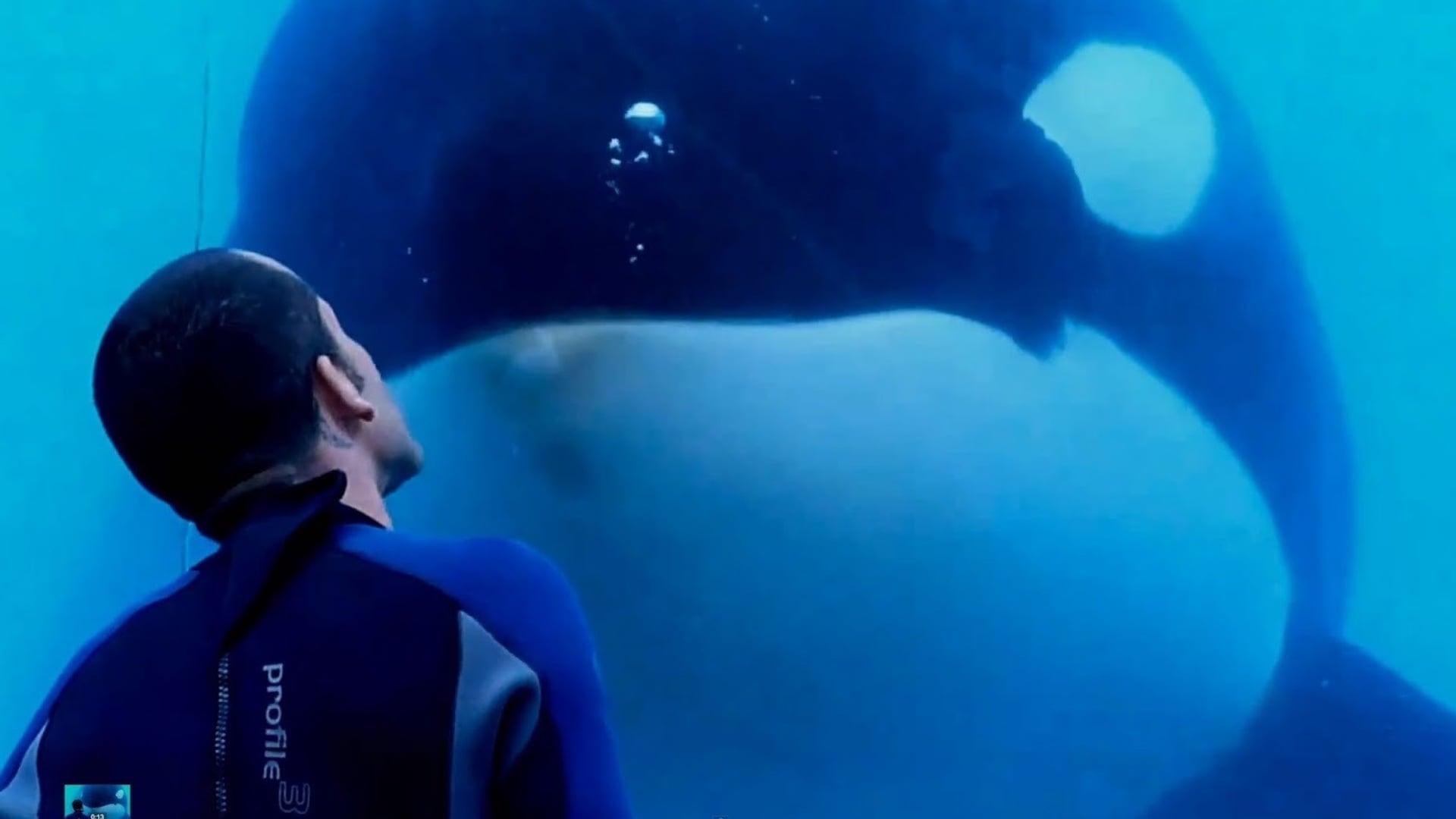 Foto do filme Blackfish: Fúria Animal